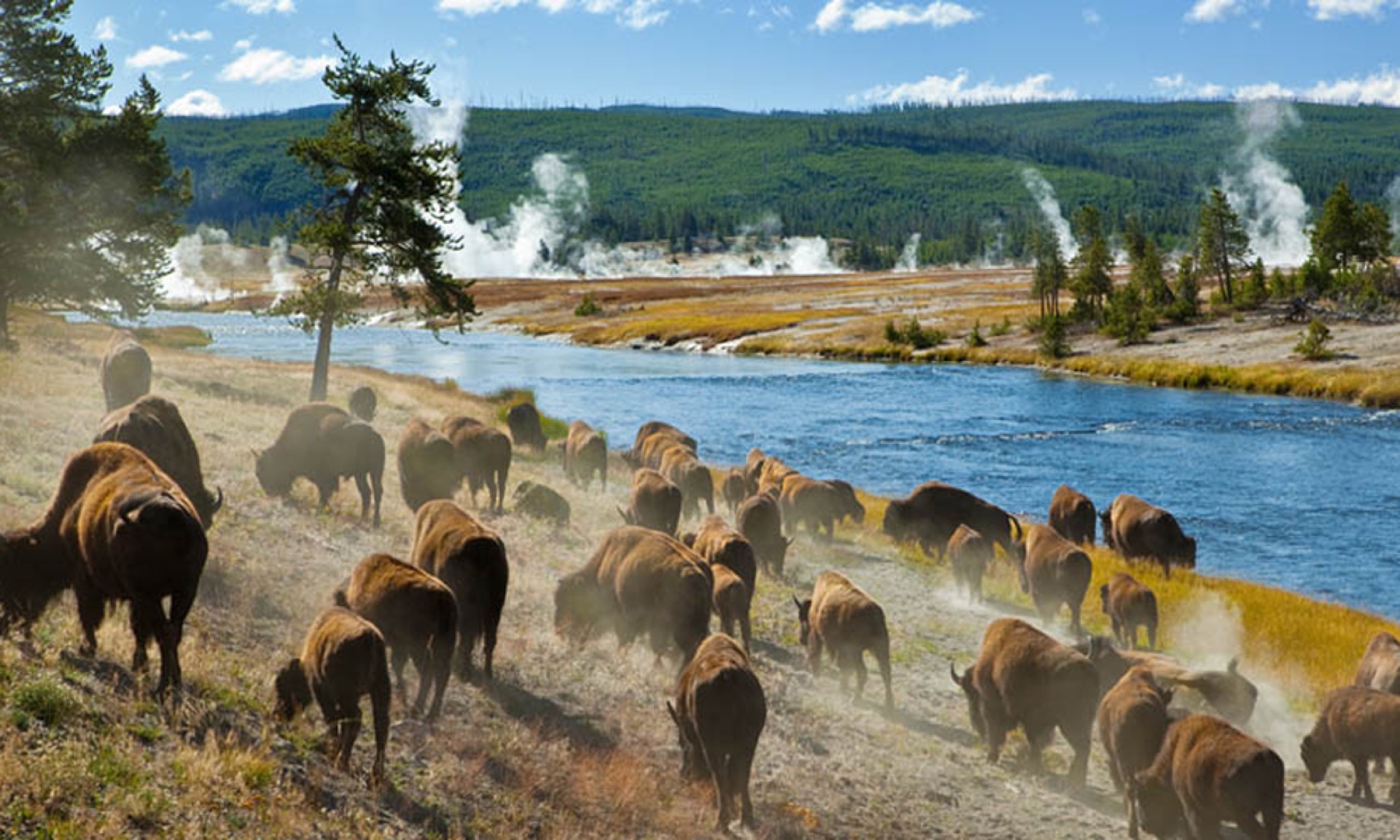 Yellowstone + Grand Tetons + Glacier — gran trío de Wyoming/Montana