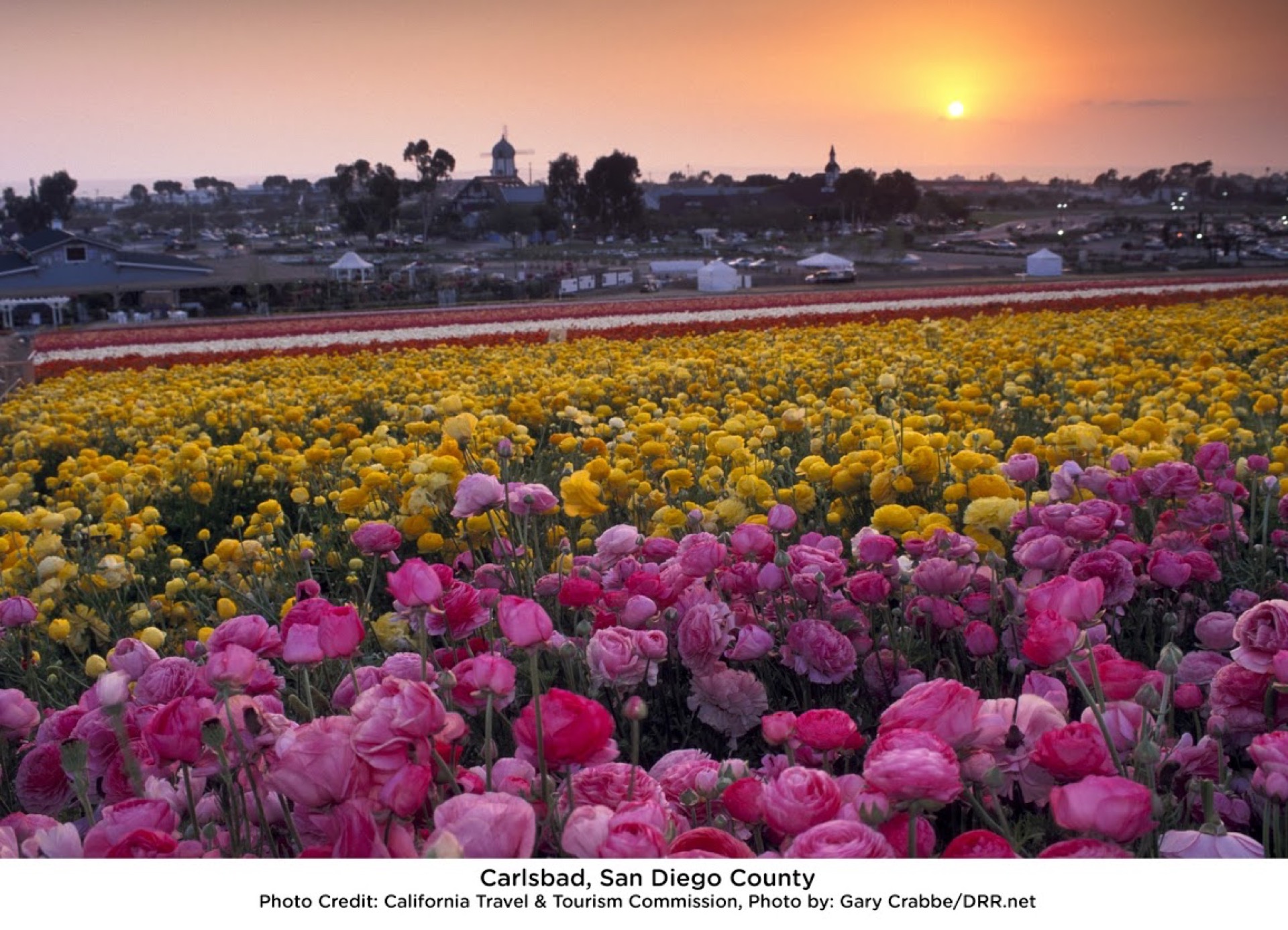 Cape Town, Cederberg y Namaqualand — flores de primavera 8 días