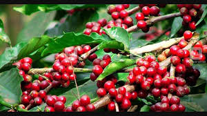 A steaming cup of coffee