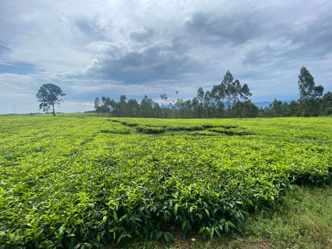 Industrial carbon removal scaling