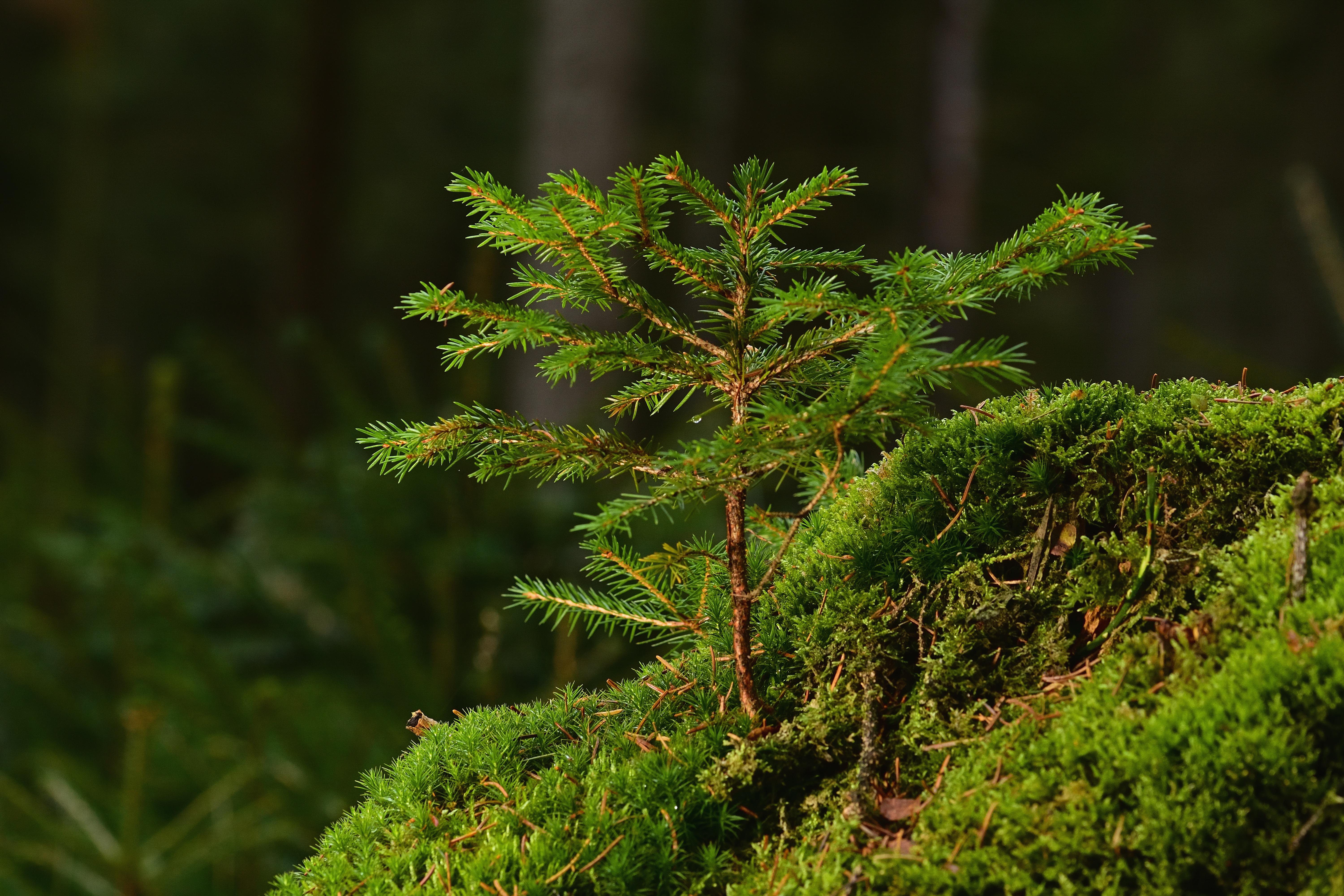 Stack Carbon and Wild Assets partnership
