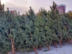 Челябинск встречает Новый год: ёлочные базары открыли свои двери