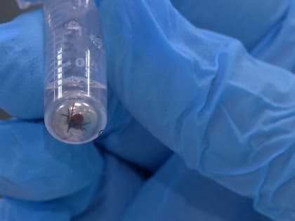 В Челябинской области от укуса клеща уже пострадали 54 южноуральцев