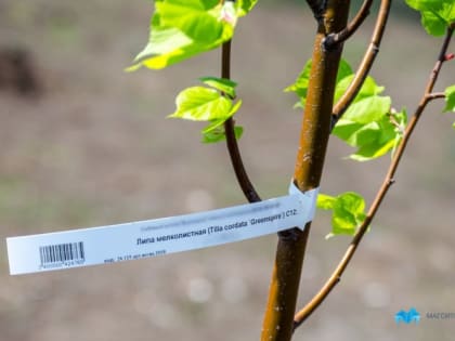 В Магнитогорске за год высадили более 8 тысяч деревьев