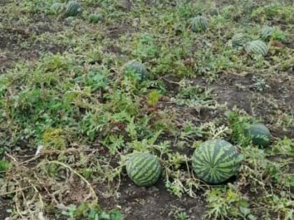 Эффективная борьба с многолетними сорняками после сбора урожая