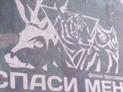 В Челябинске приостановили прием животных в приюте «Спаси меня»