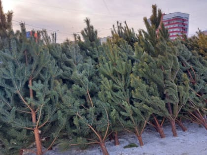 Челябинск встречает Новый год: ёлочные базары открыли свои двери