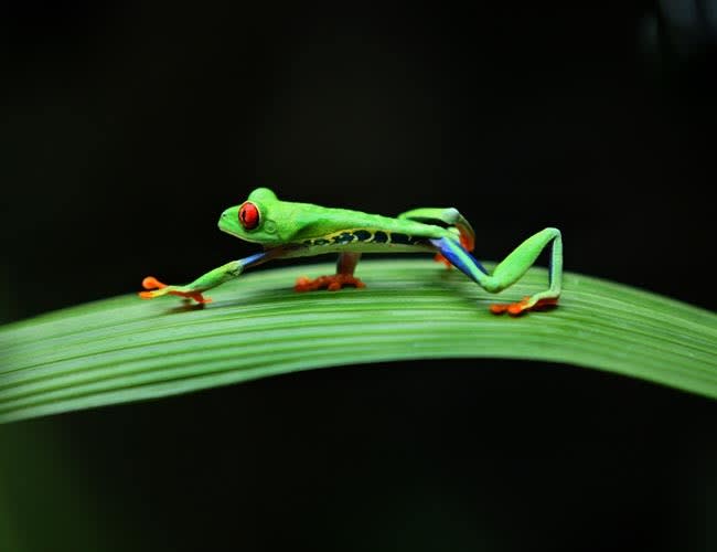 Costa Rica
קוסטה ריקה

צילום : משה שי