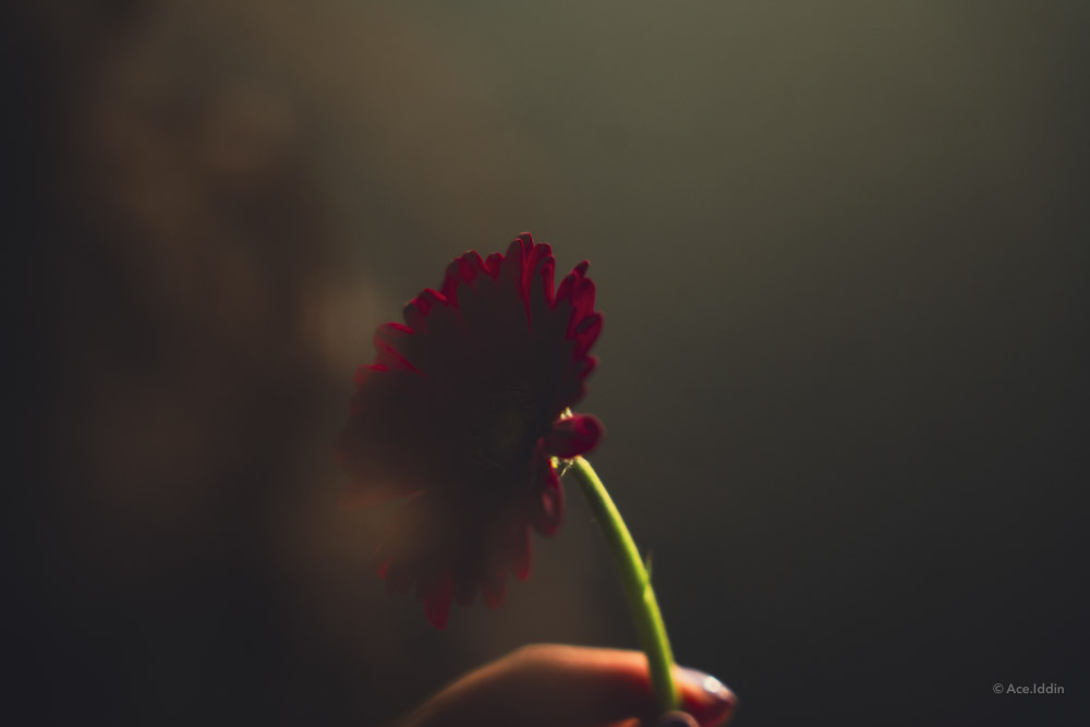 Marah Collection — 27