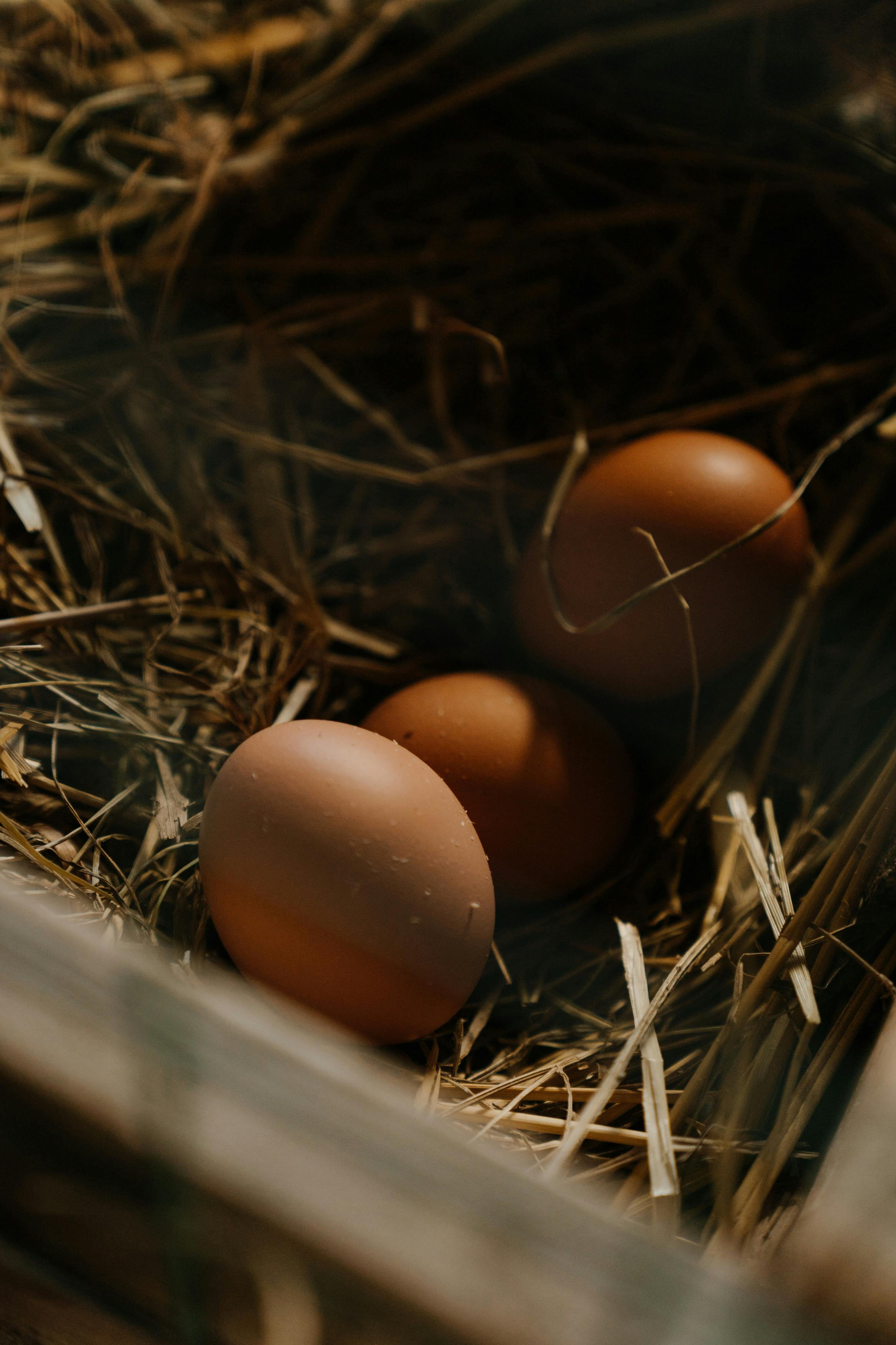 Poussins sur herbe