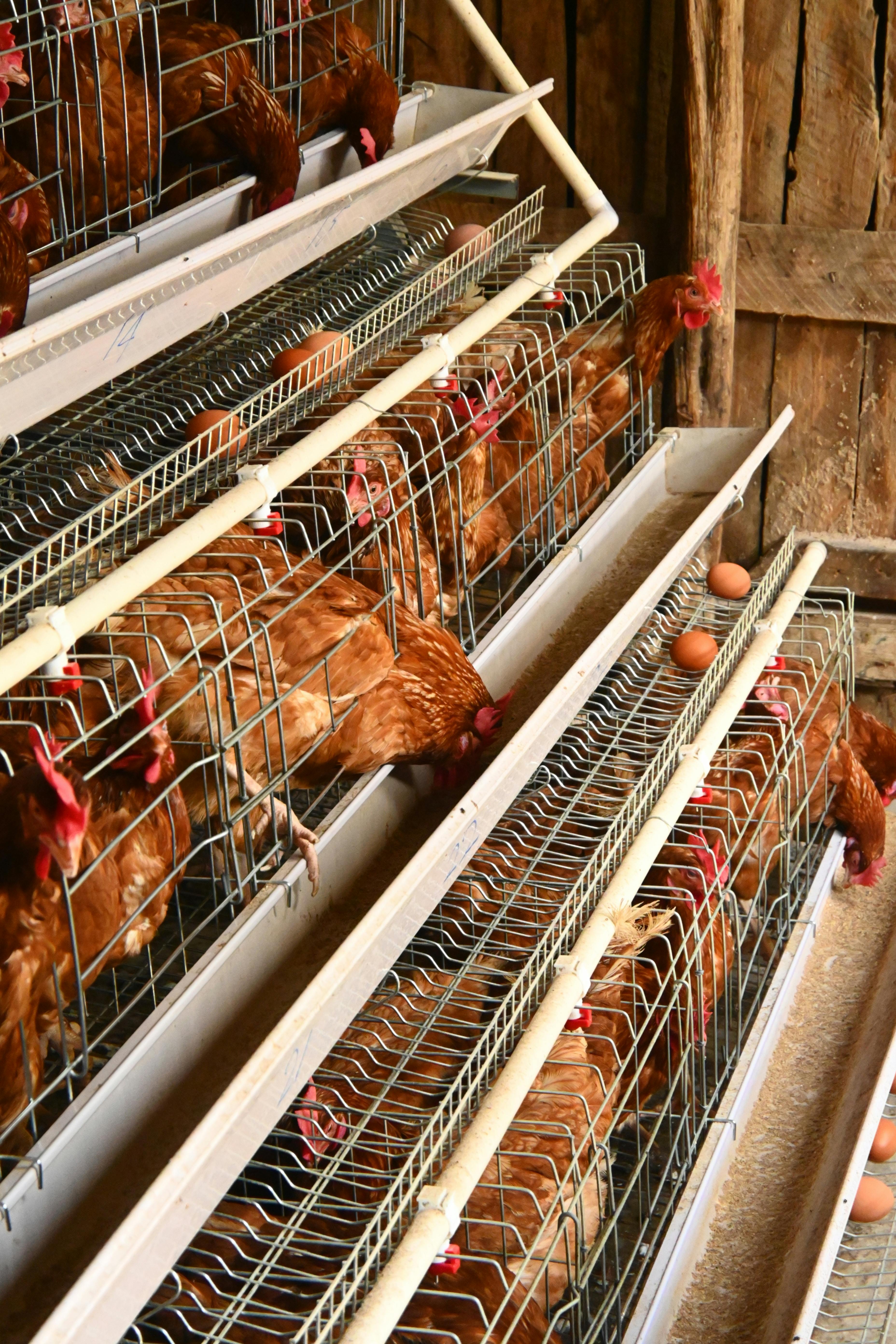 Poussin duveteux – KIVU AGROFEED EGG PRODUCTION