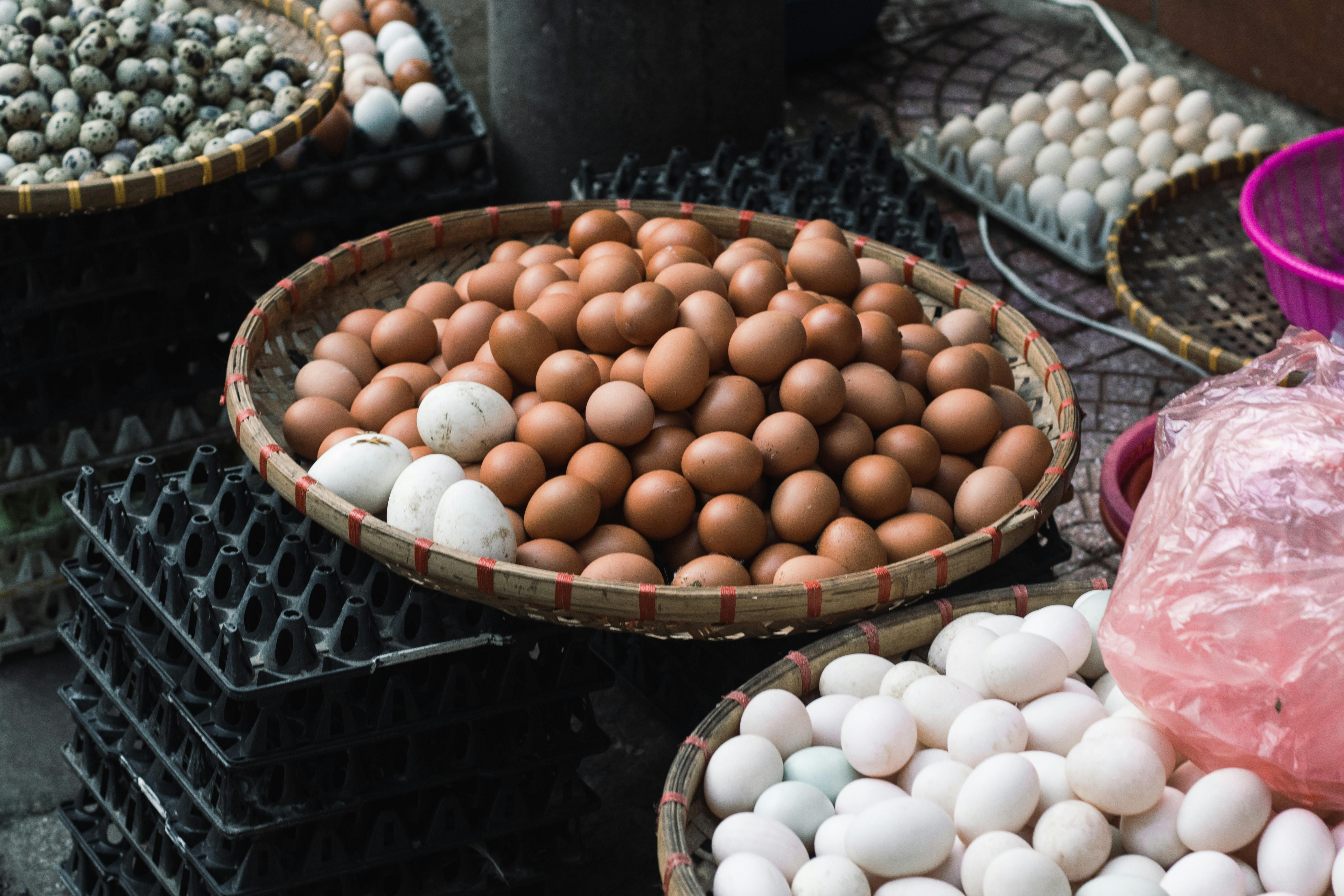 Poussins en élevage