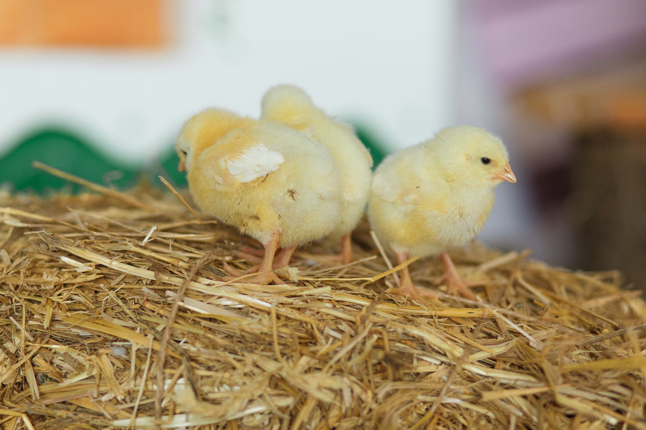 Poussins STARTER