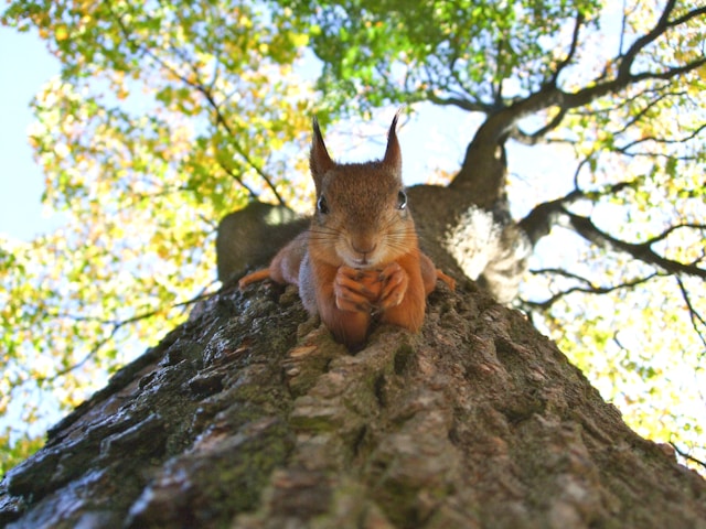 Squirrel2