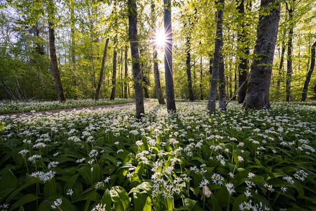 WildGarlic