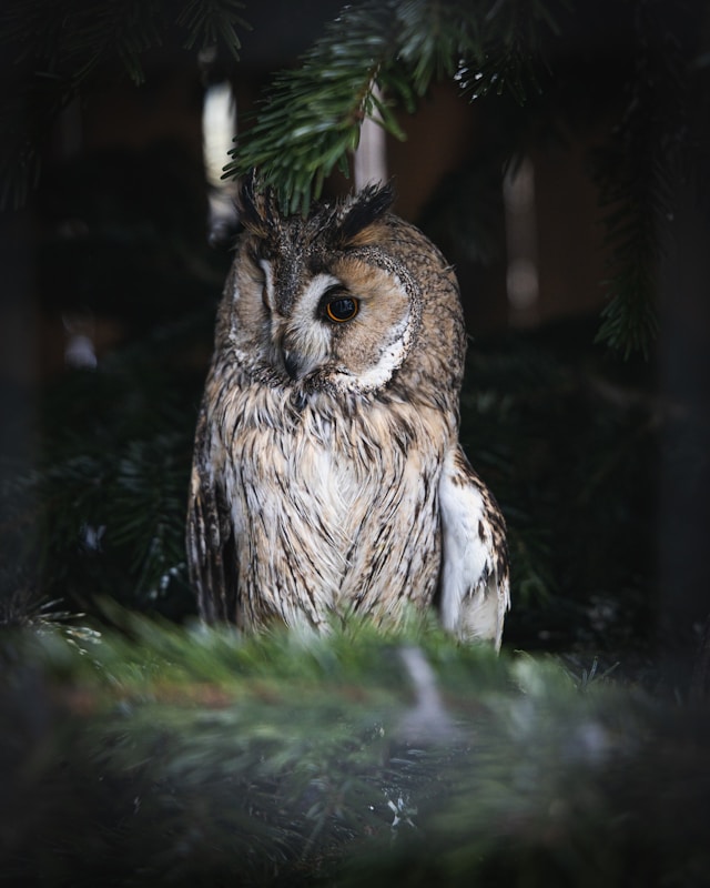 Owl