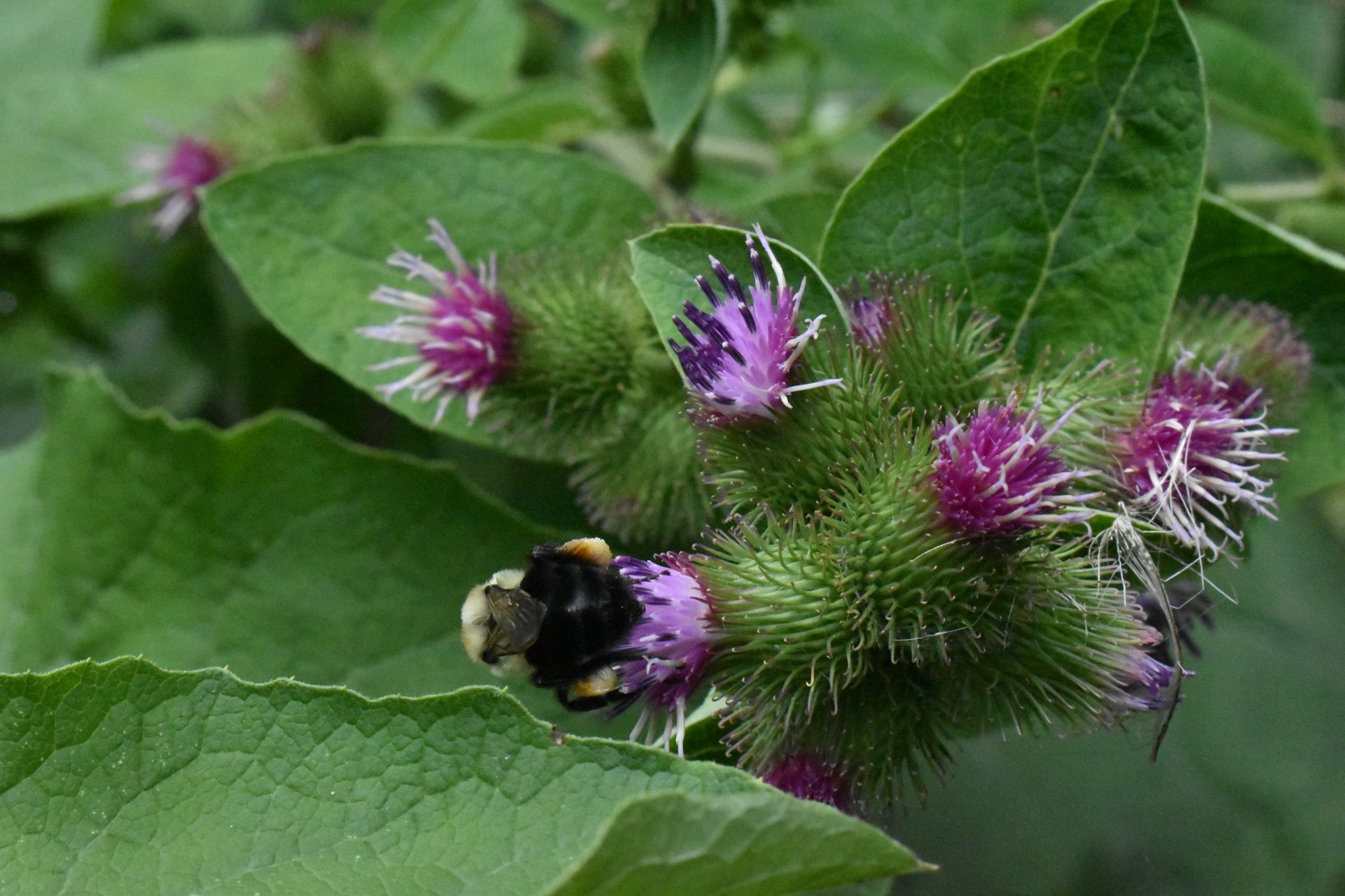 Burdock