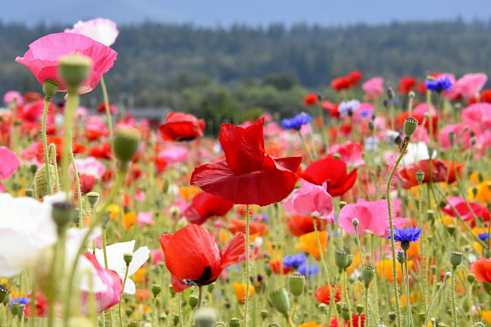 WildFlowers
