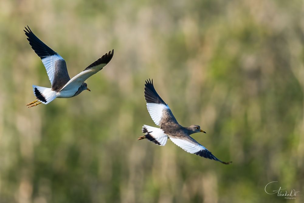 Wild Birds