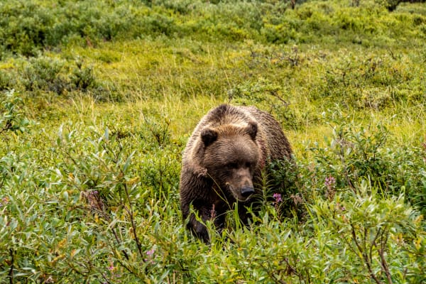 Denali, AK