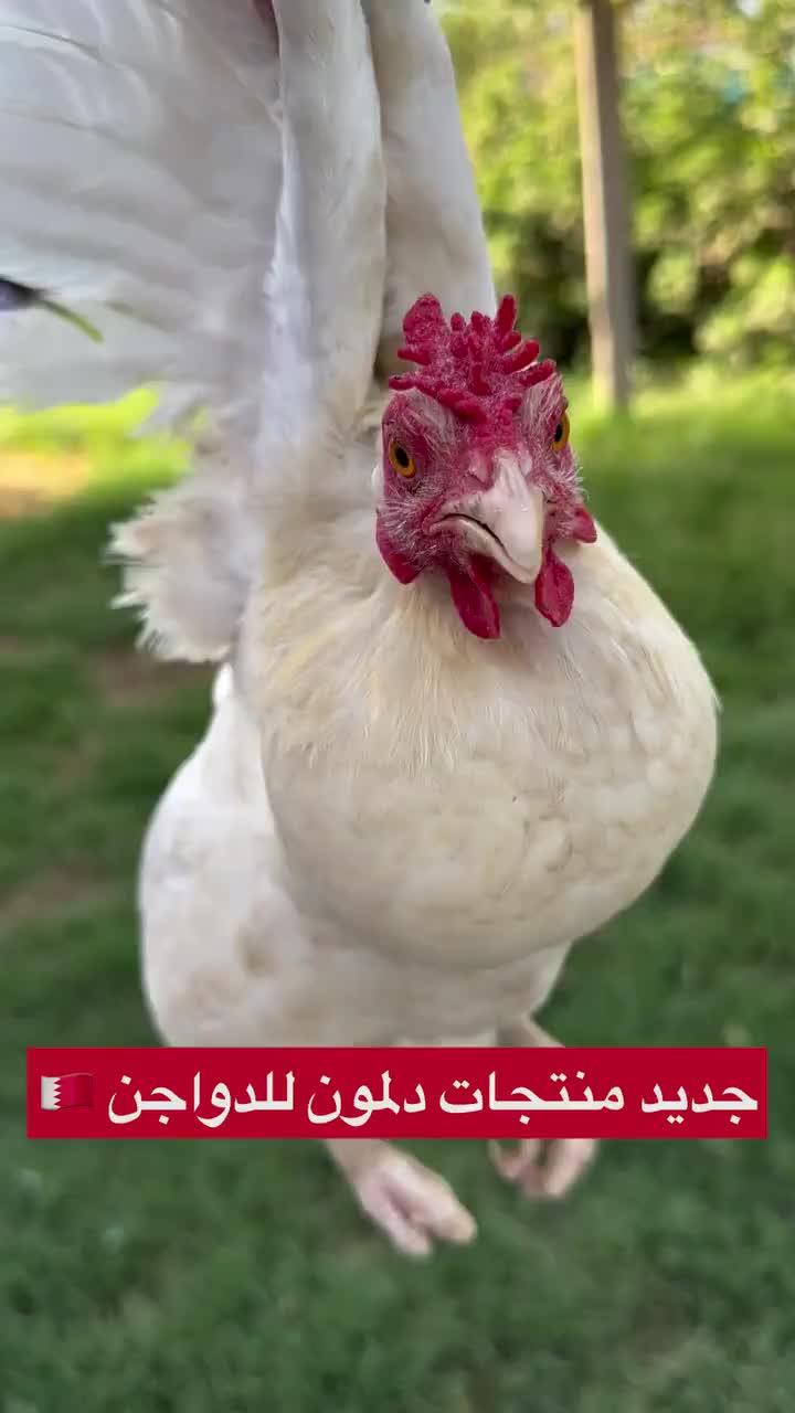 Video 1