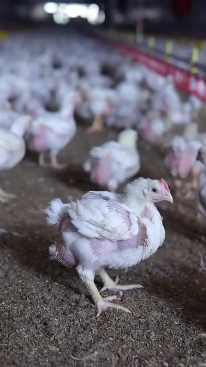 Video 6