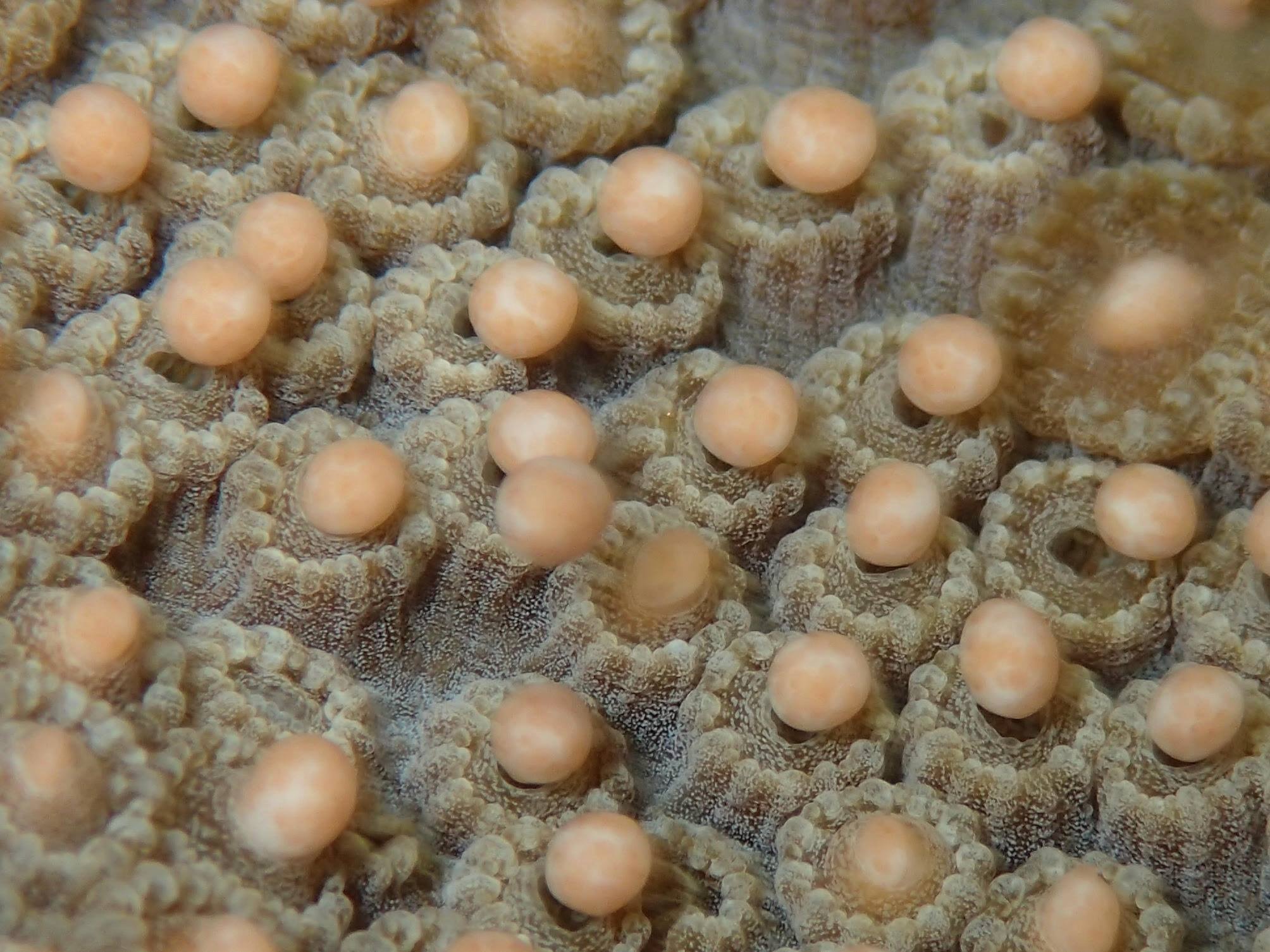 Coral Spawning Graphic