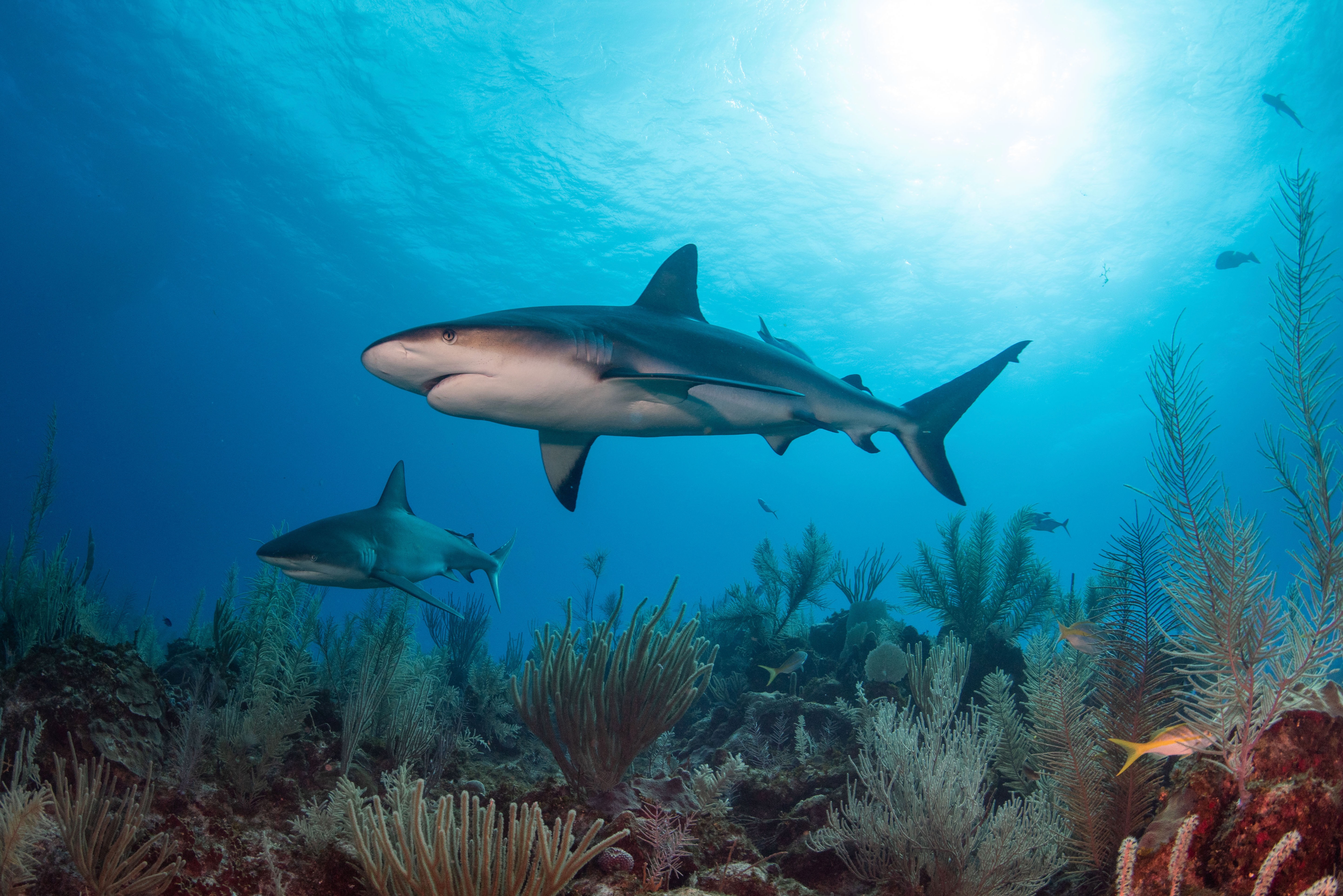 Underwater Photo of 2 Sharks in East End