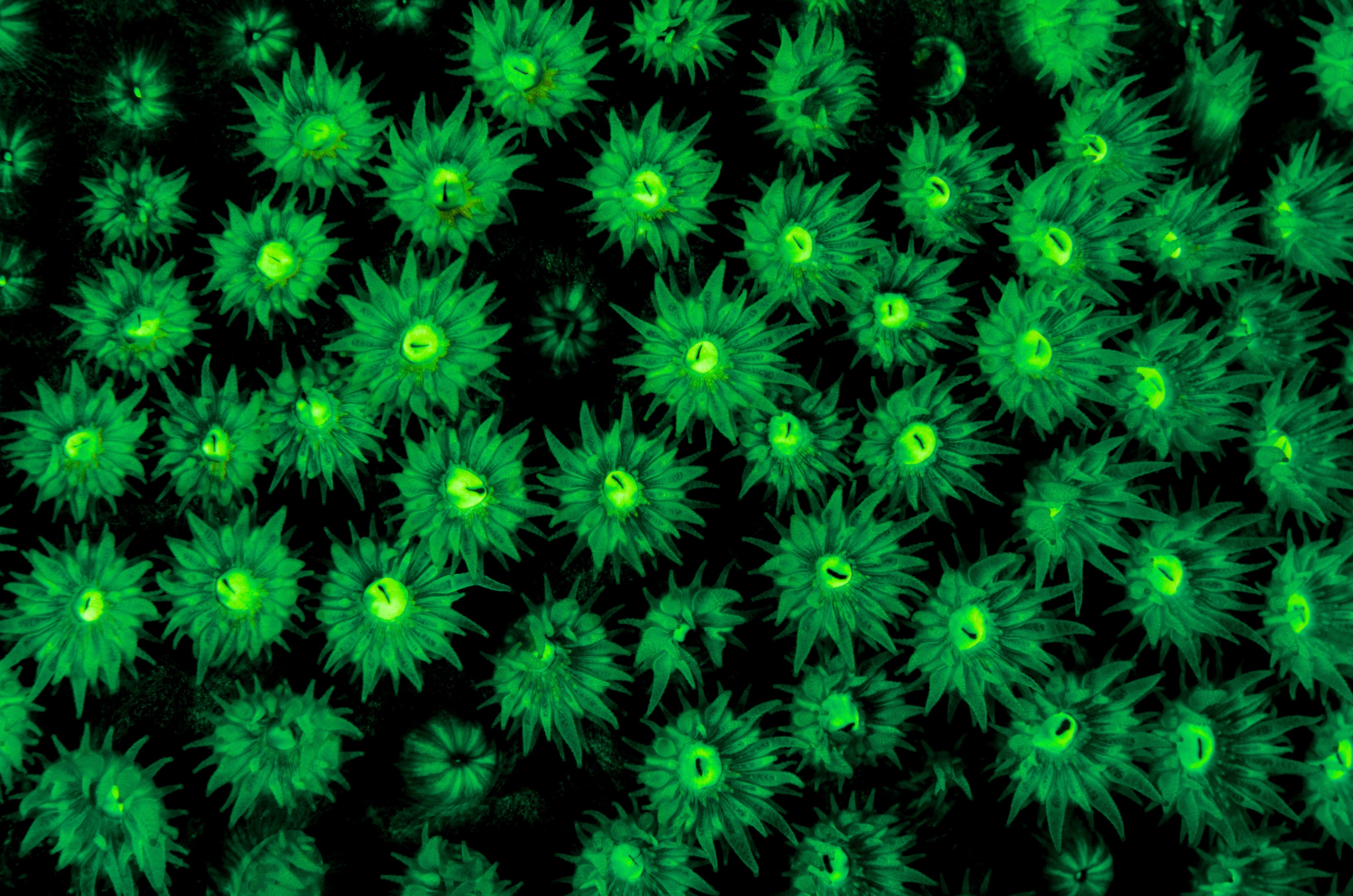 Ultra Violet Night Dive Macro Shot of Coral