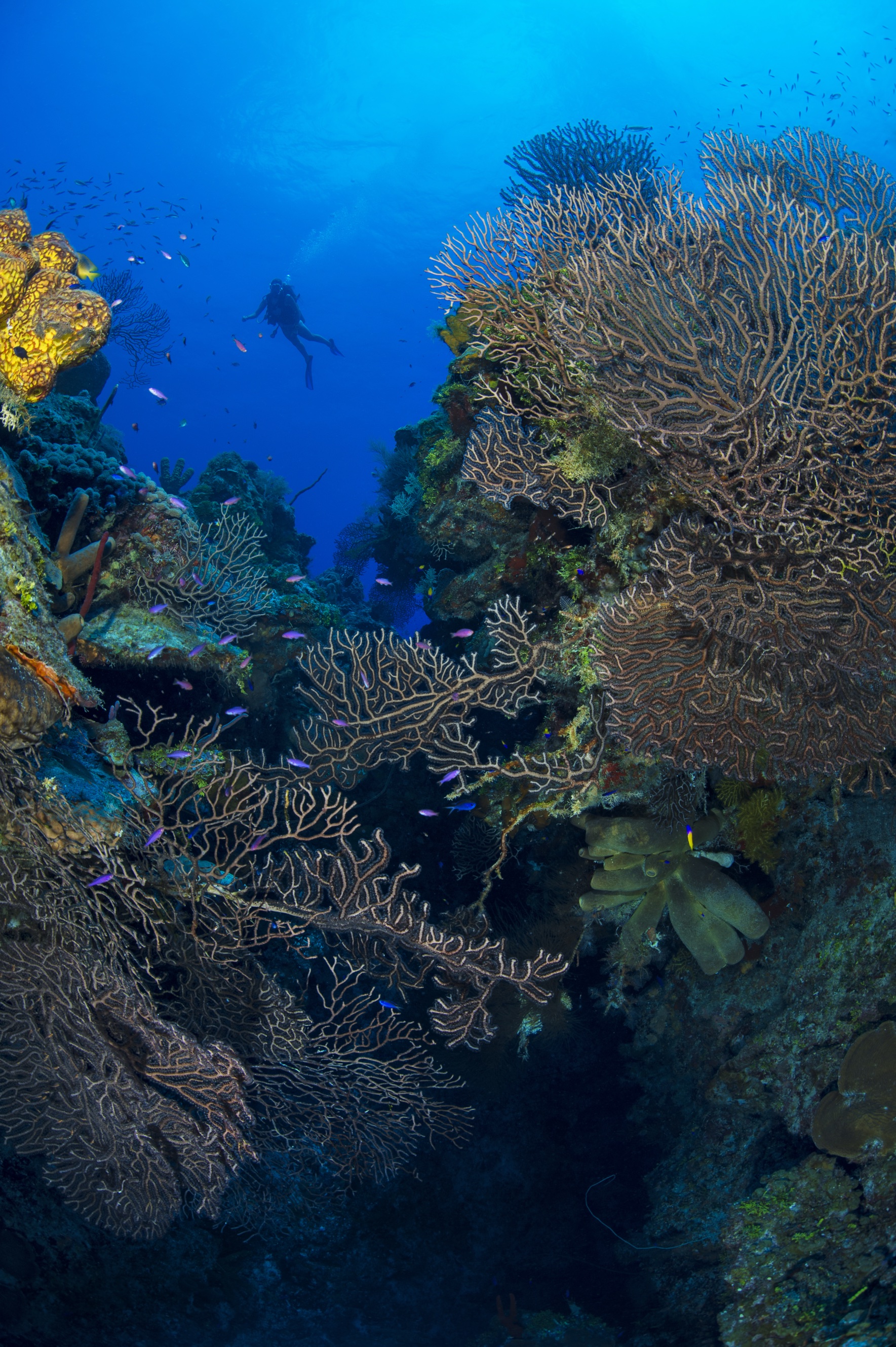 Anchor Point dive site - Image 1