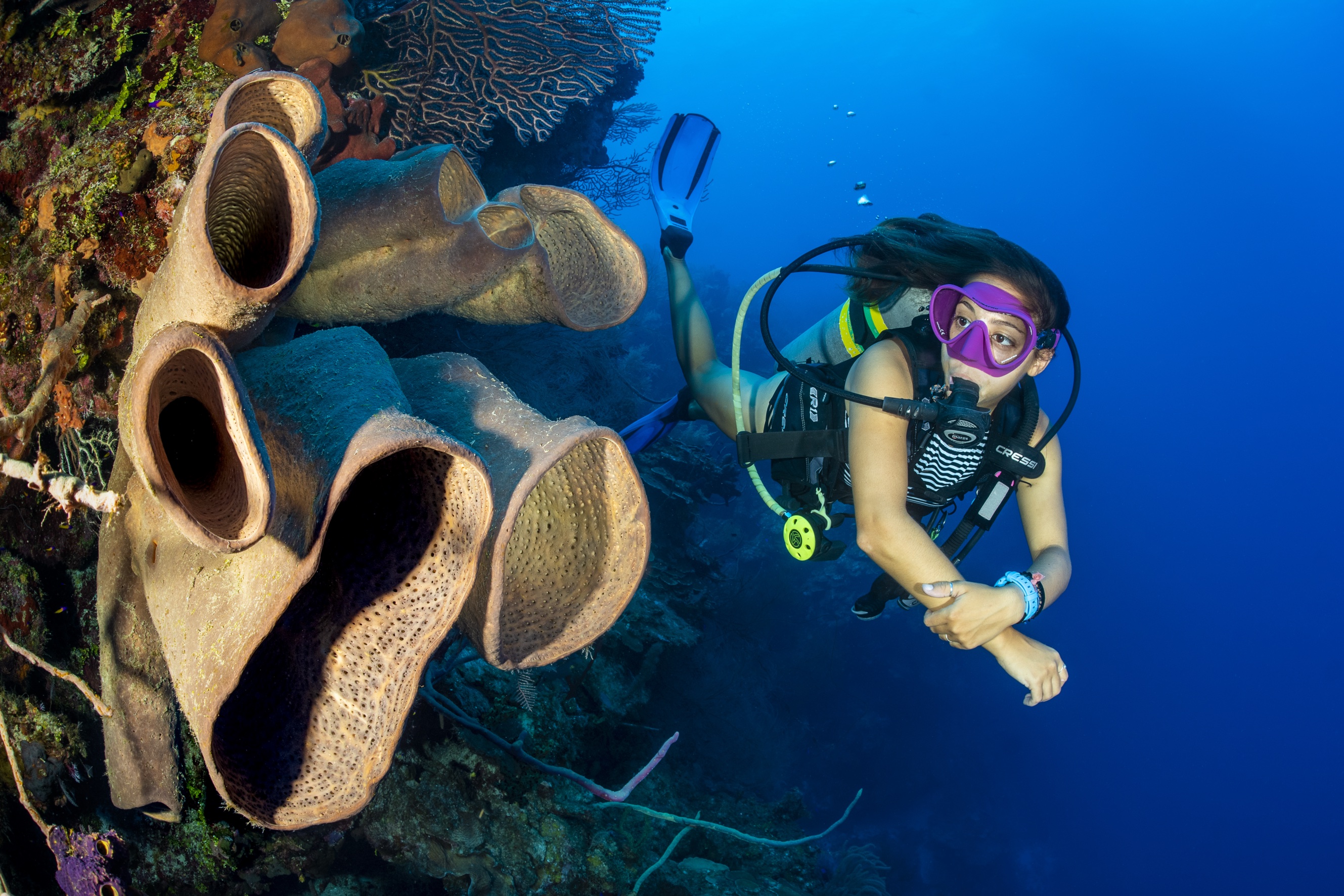McCurley's Wall dive site - Image 2
