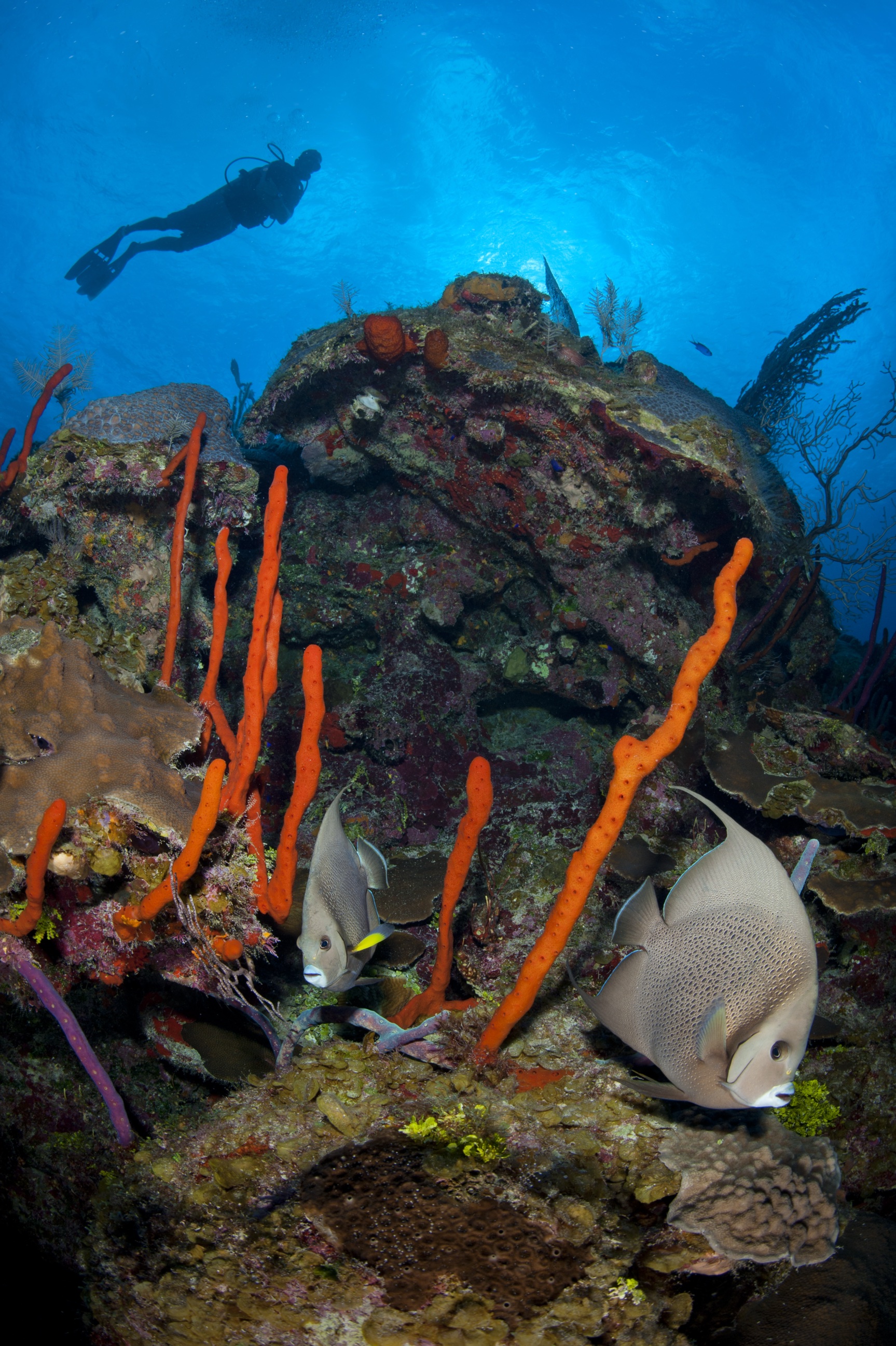Northern Lights dive site - Image 1