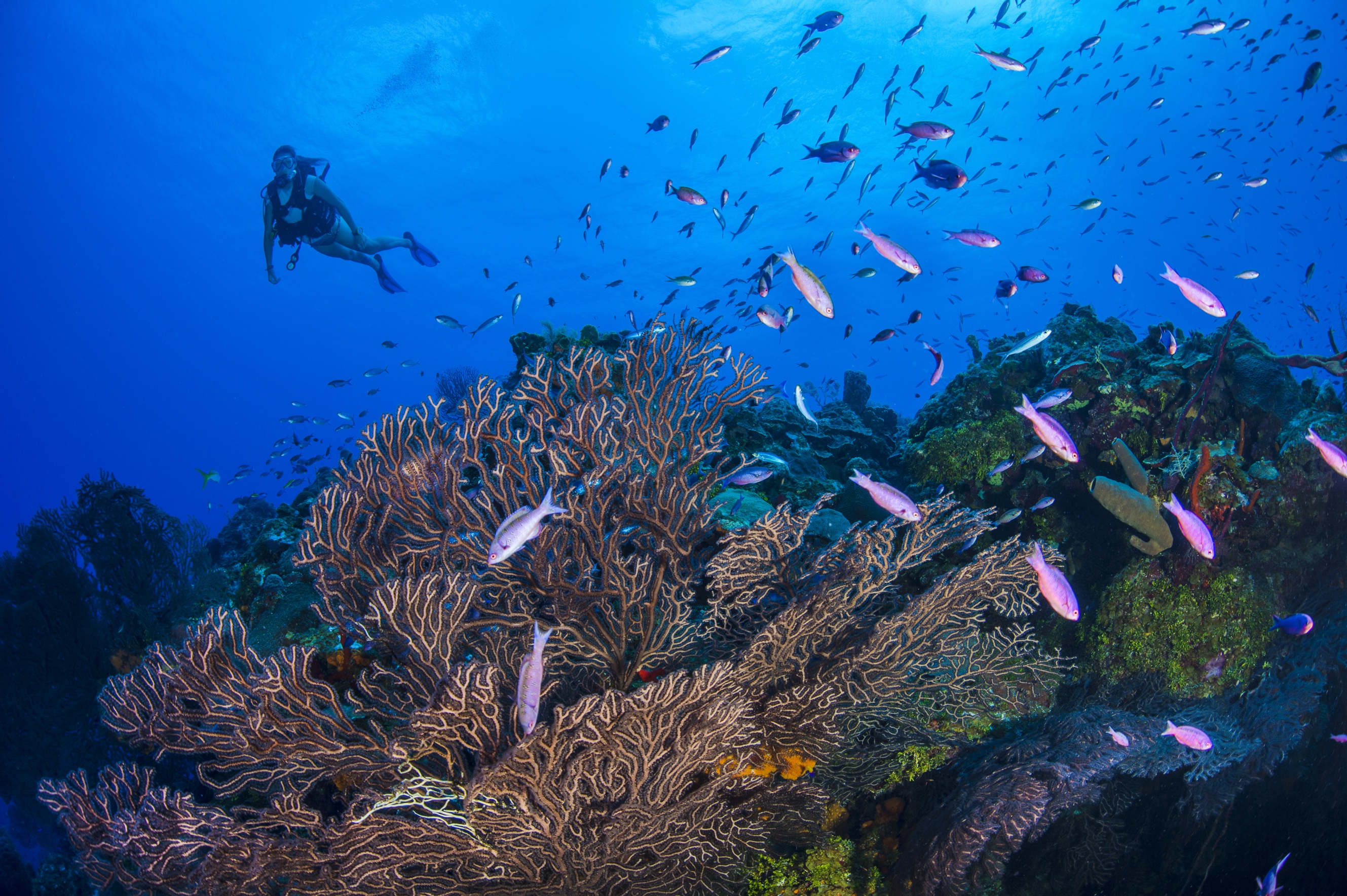 Old Number 12 dive site - Image 1