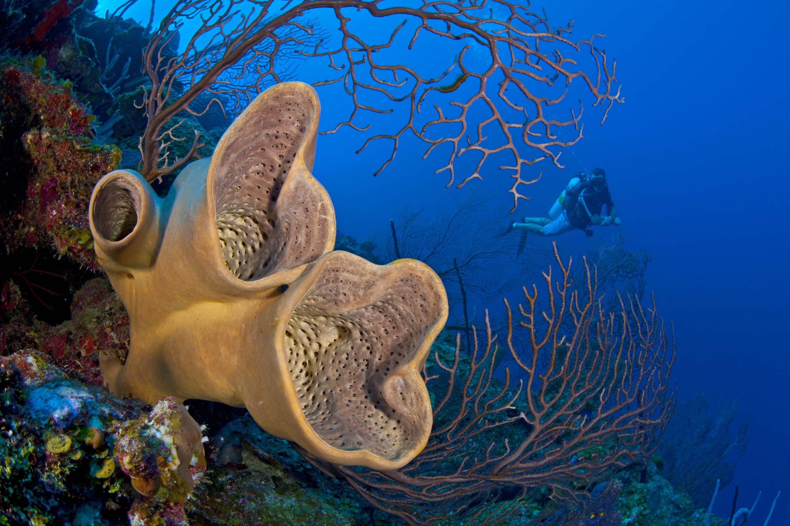 Babylon dive site - Image 1