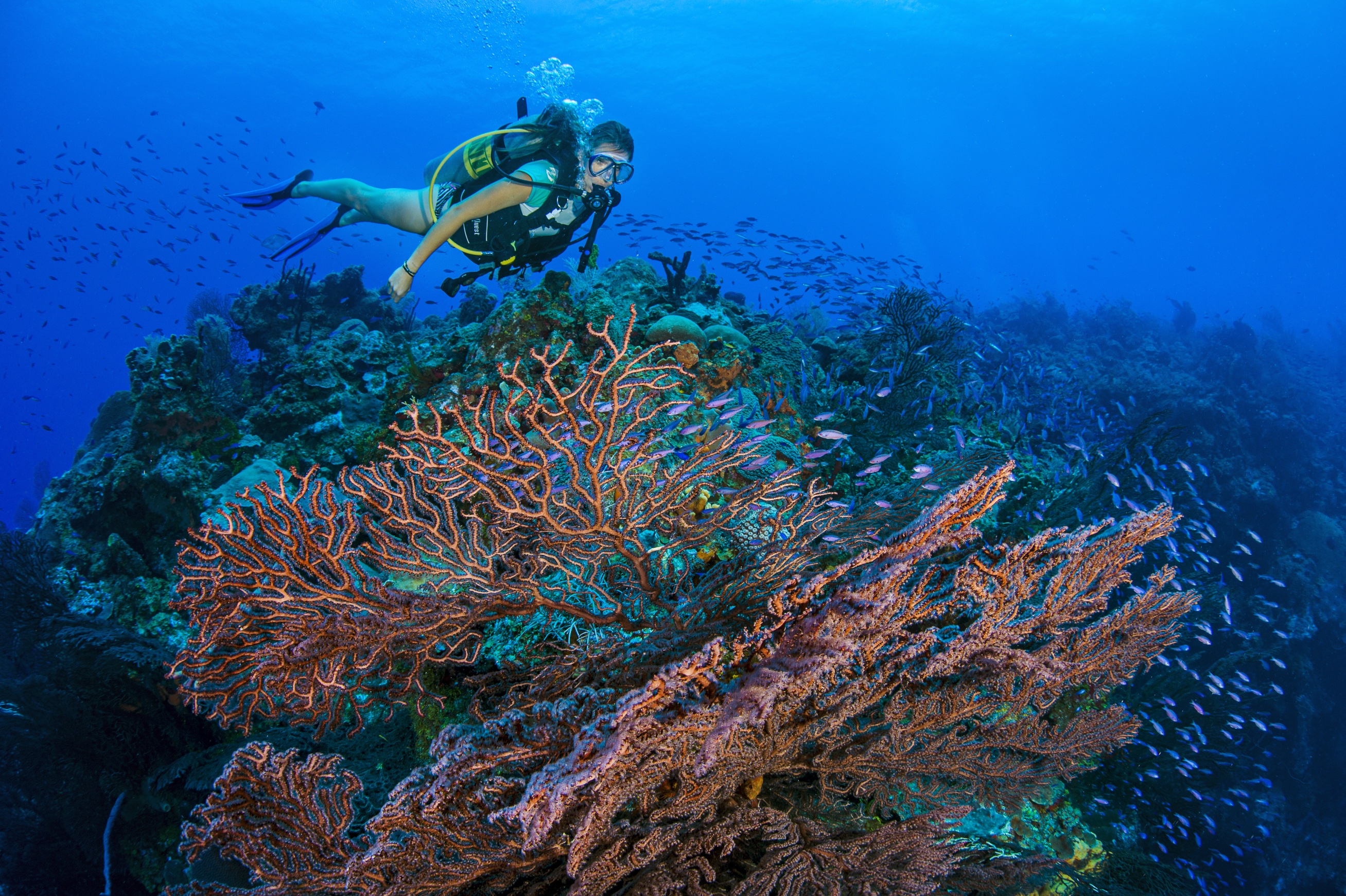 Anchor Point dive site - Image 2