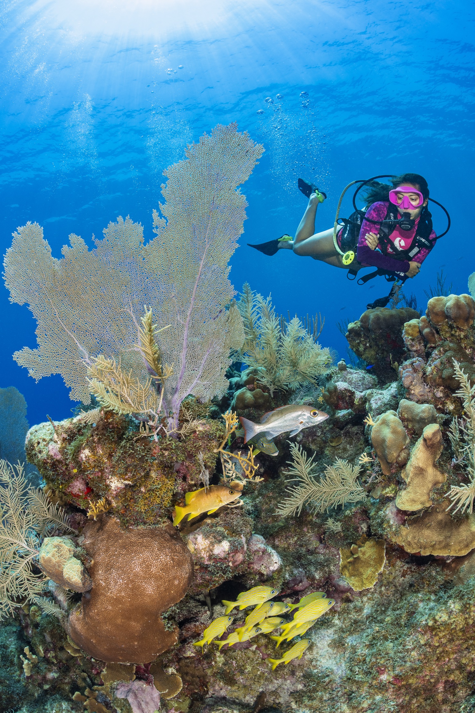 Delwin's Delight dive site - Image 1