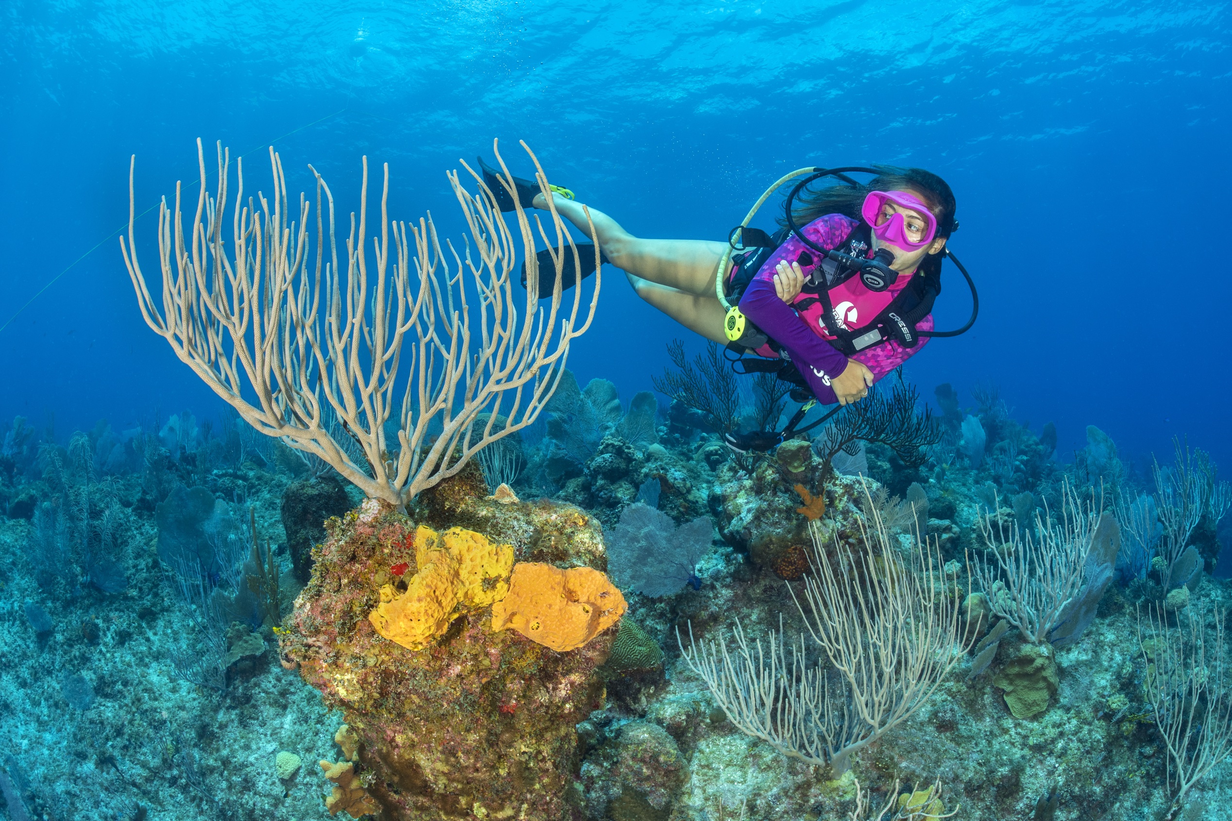 Delwin's Delight dive site - Image 2