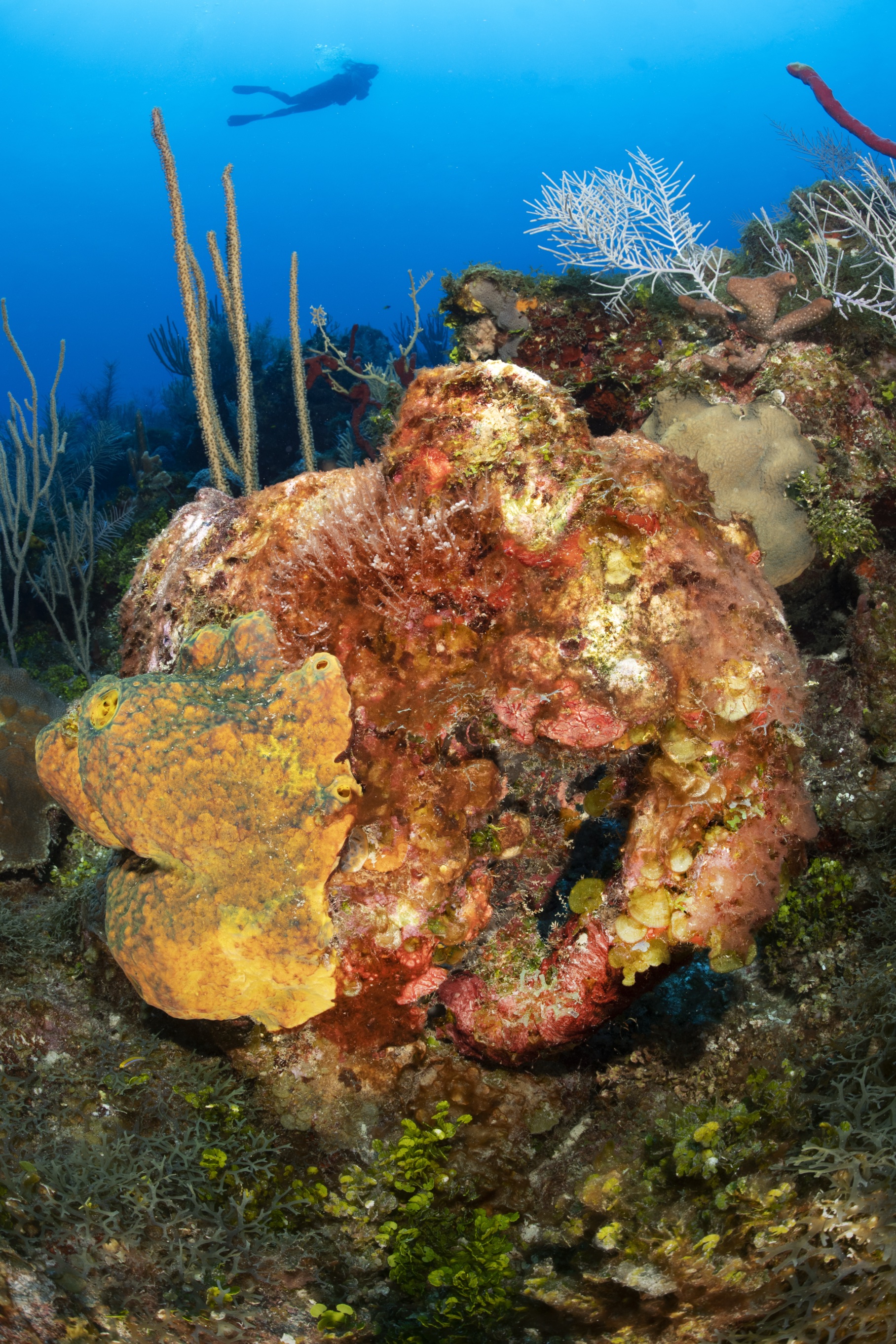 Dumbo's Drop-Off dive site - Image 2