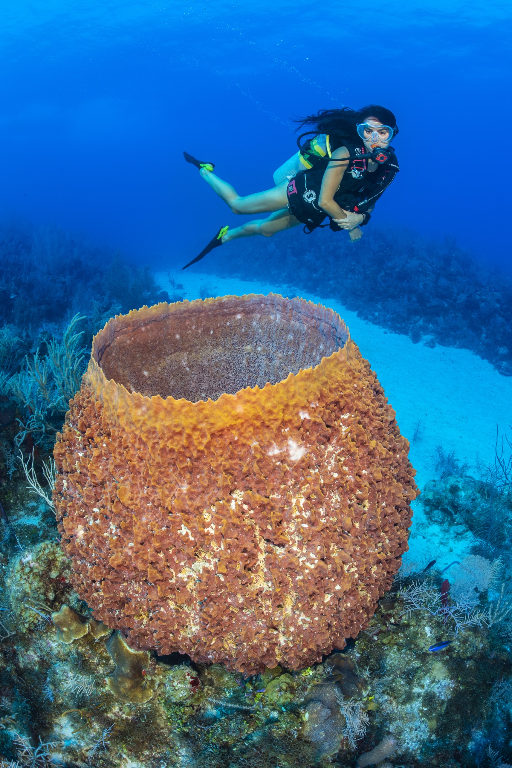 Valley of the Dolls dive site - Image 1