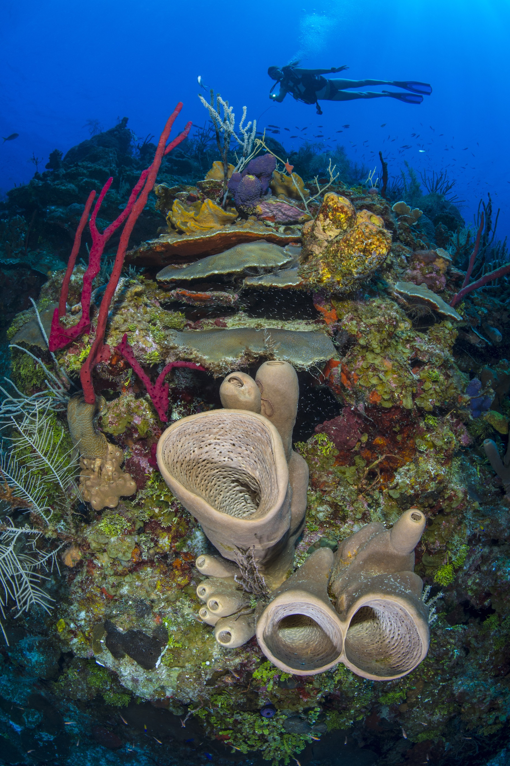 Elmo's Wall dive site - Image 2