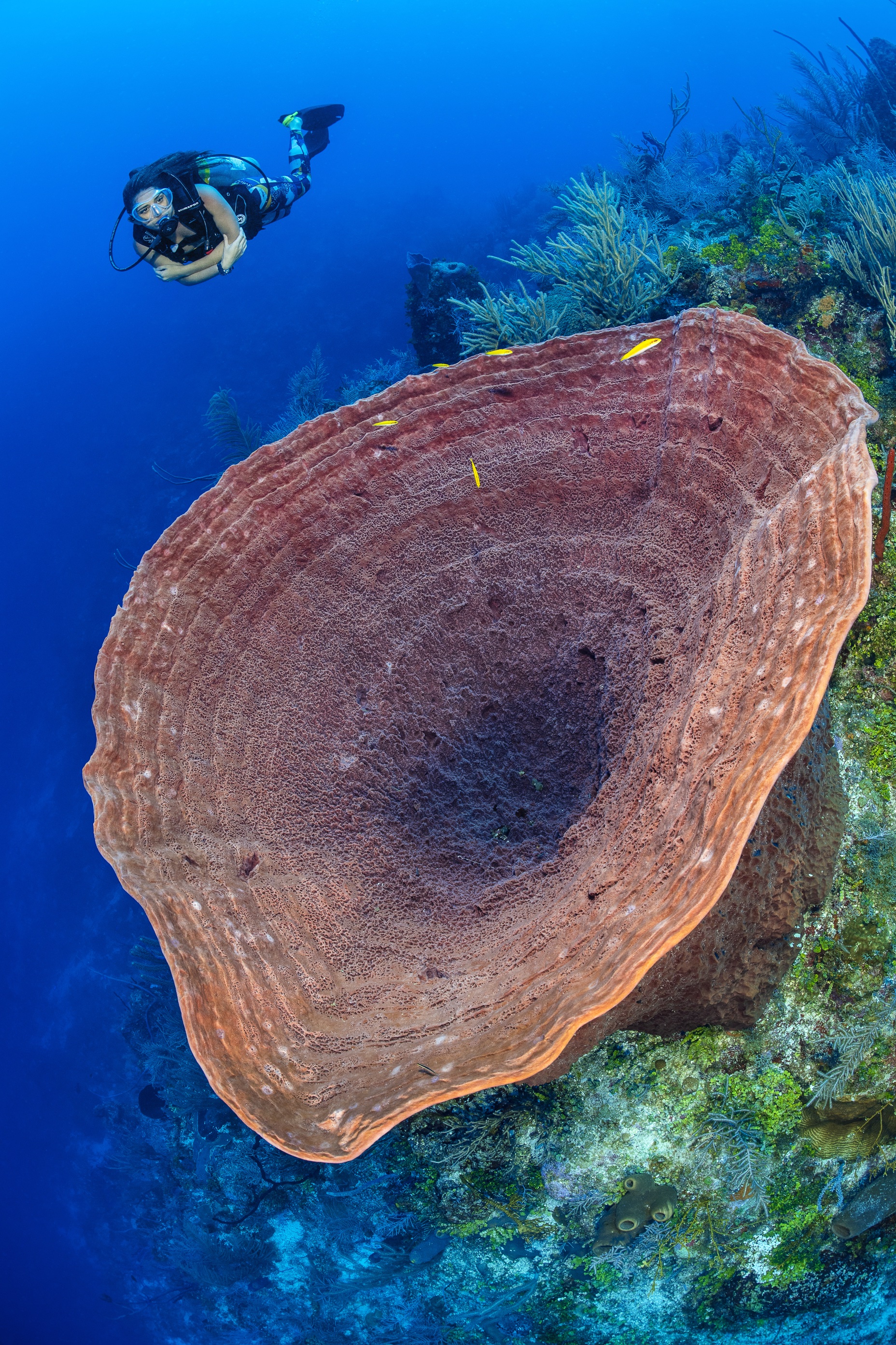 Dumbo's Drop-Off dive site - Image 1