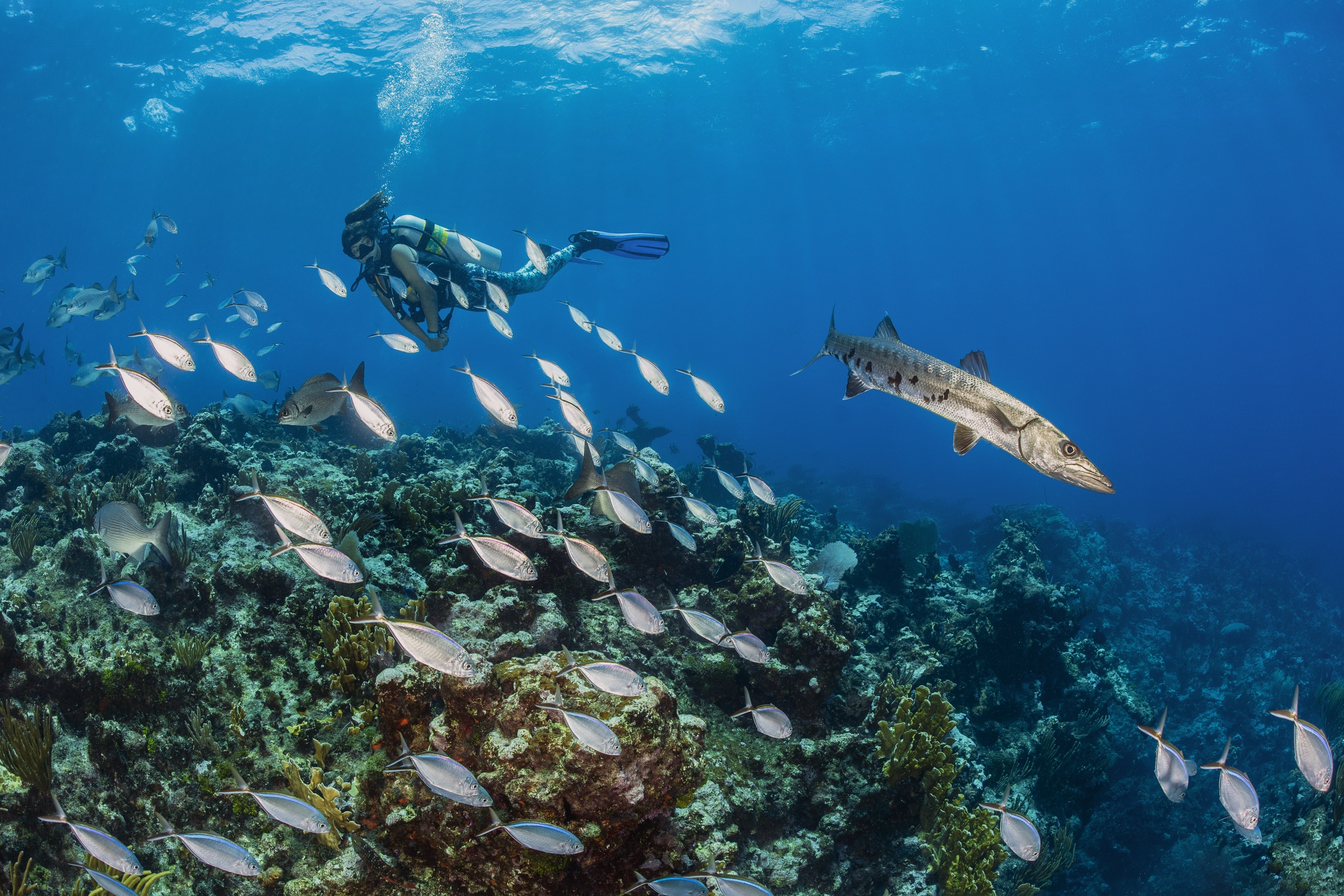 Kathleen's Reef dive site - Image 1