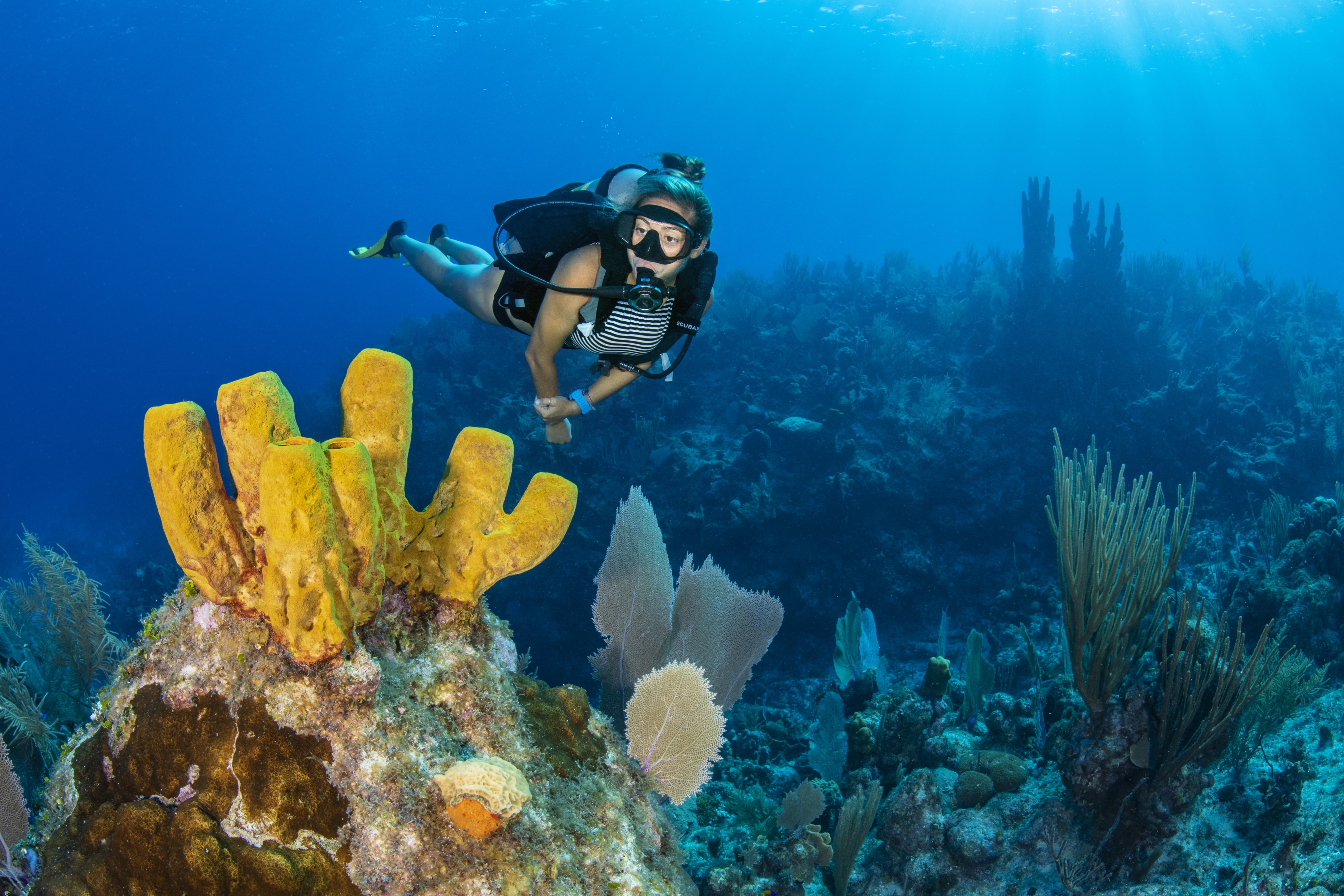 Fish Tank dive site - Image 1