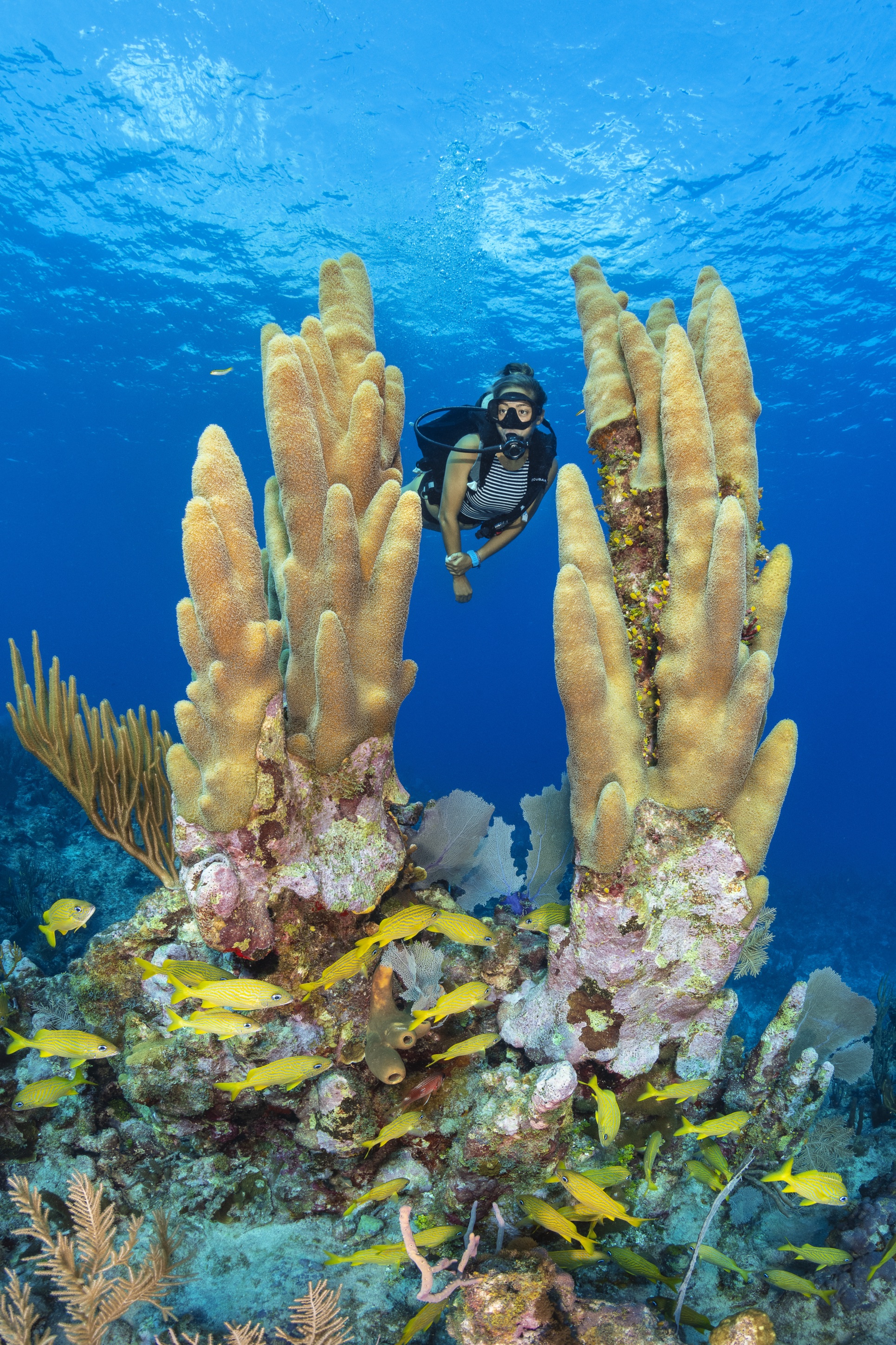 Fish Tank dive site - Image 2