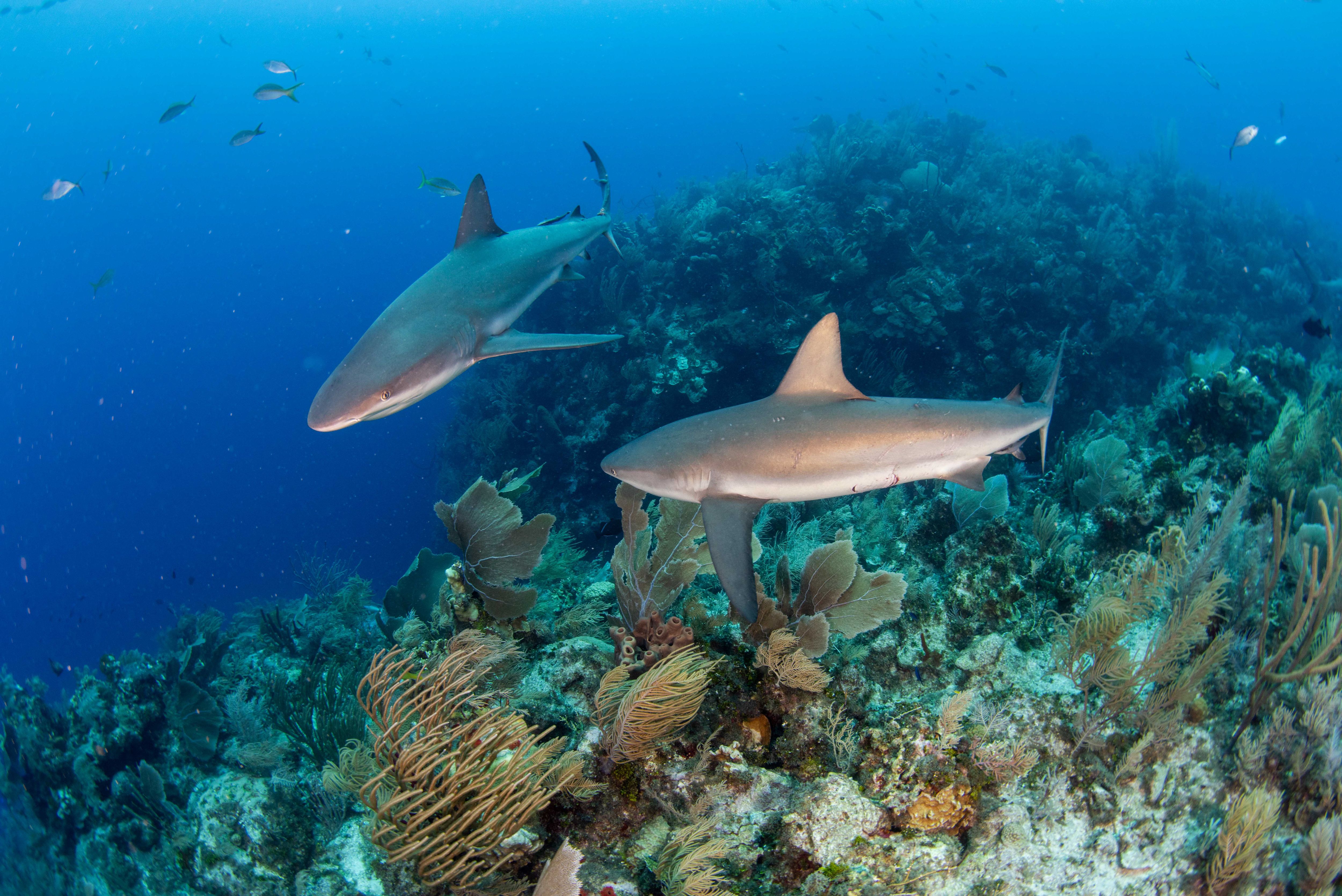 Jack McKenney's Canyons dive site - Image 2