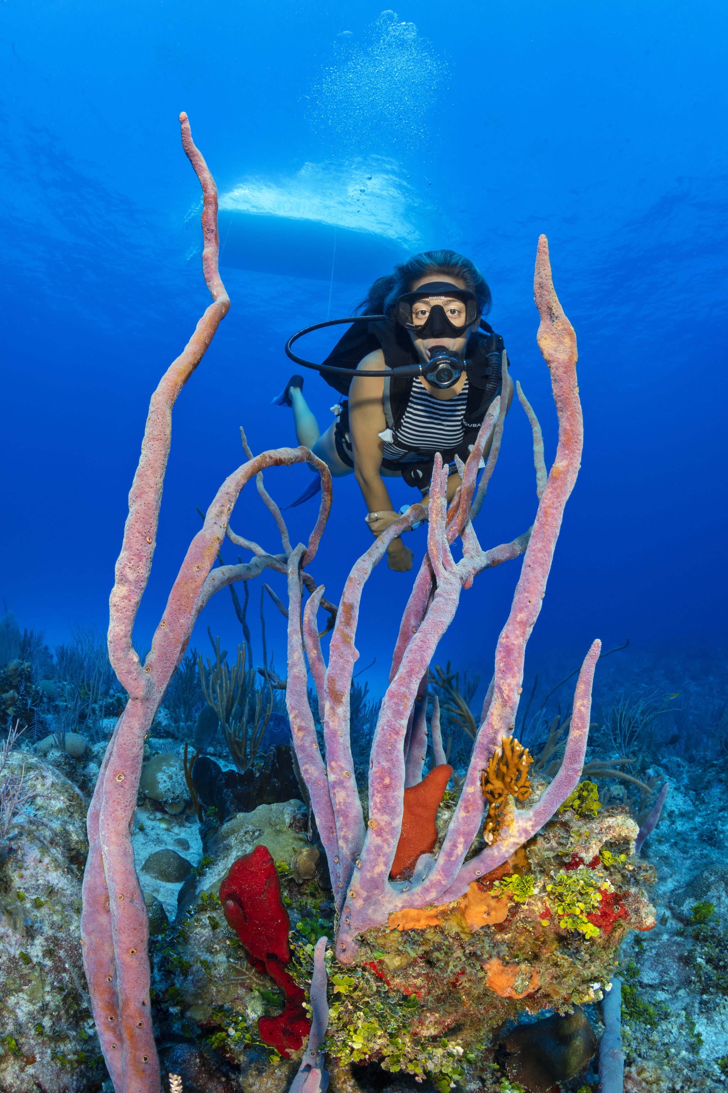 Frank Sound Gardens dive site - Image 2