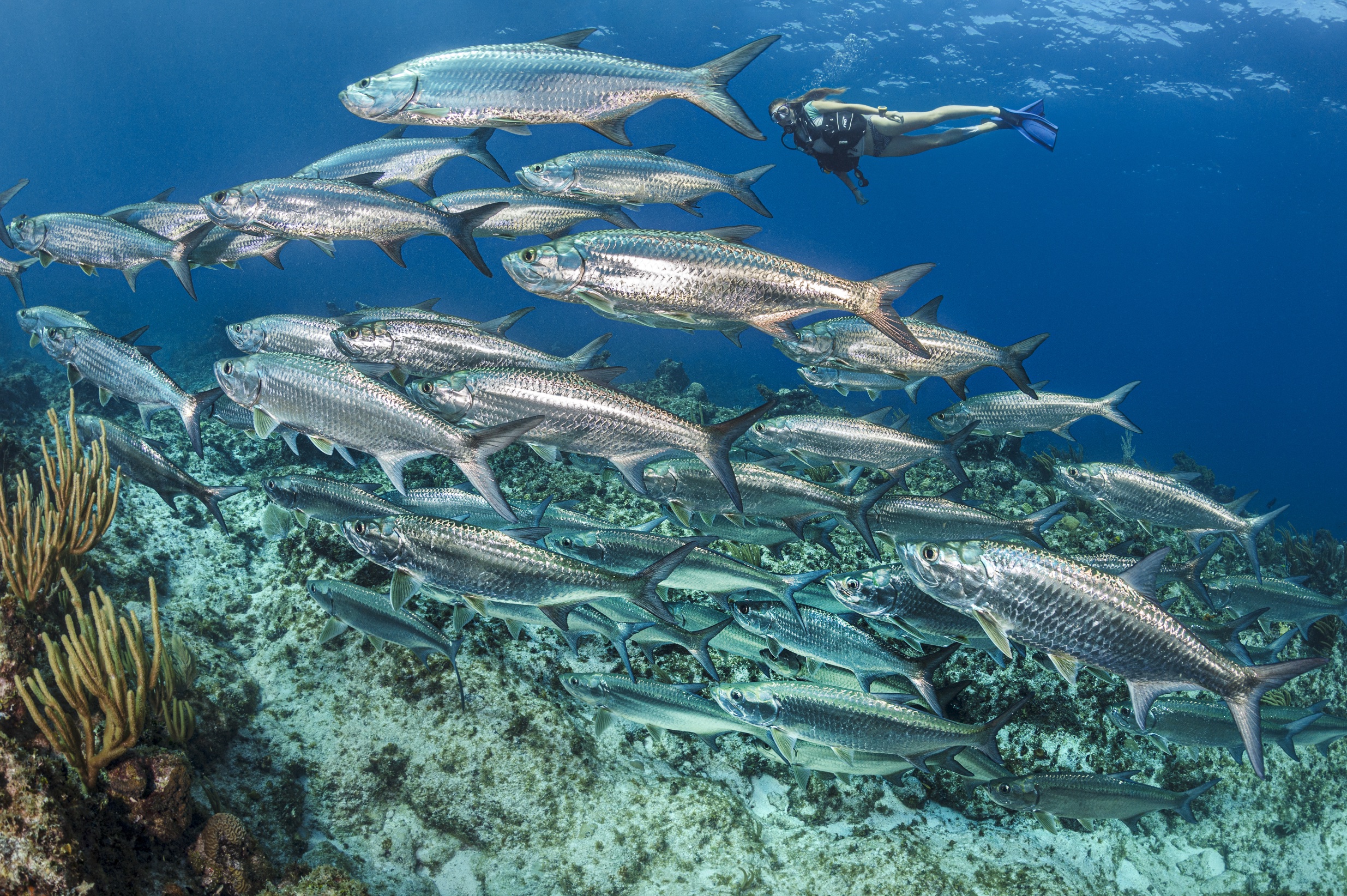 Grouper Grotto dive site - Image 1