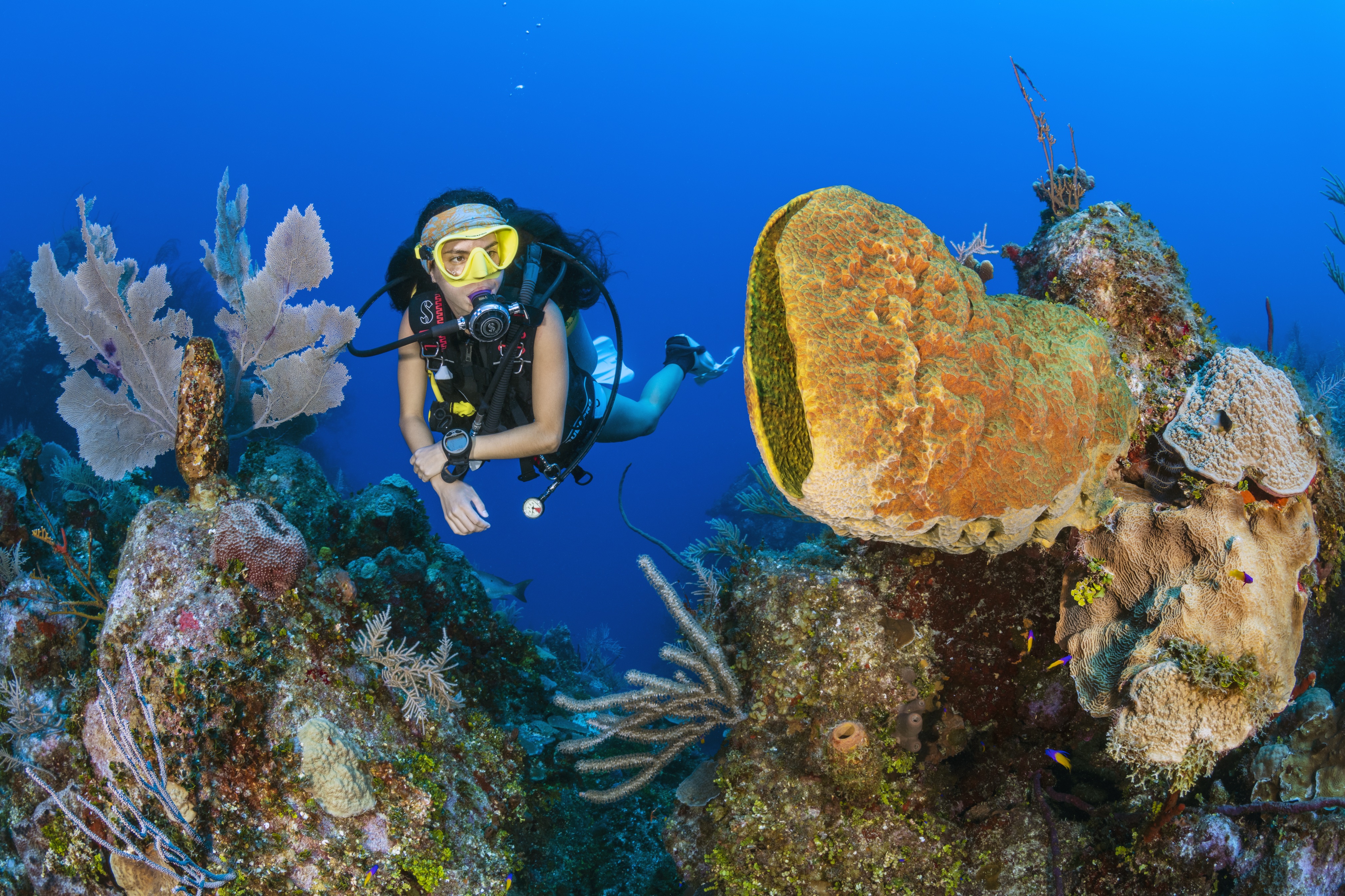 Barrel Sponge Wall dive site - Image 1