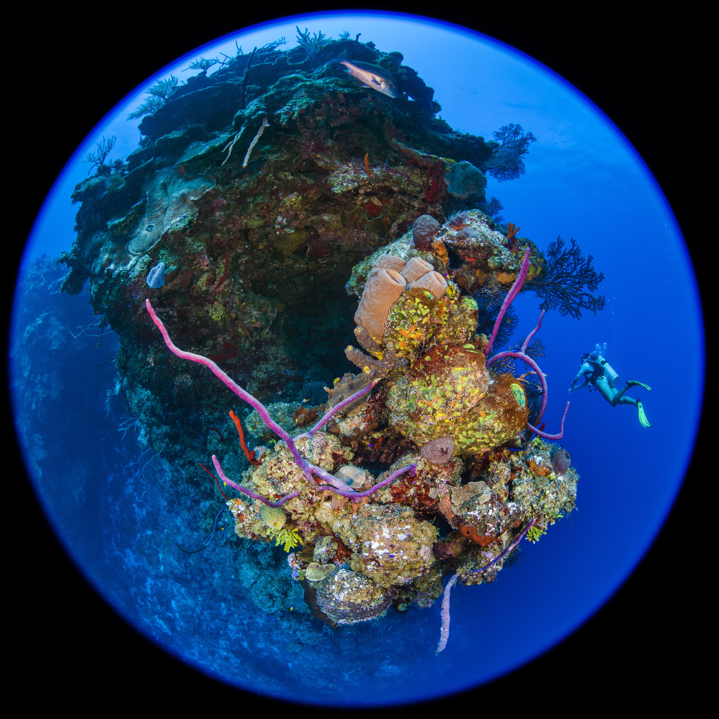 Black Rock Drop Off dive site - Image 2
