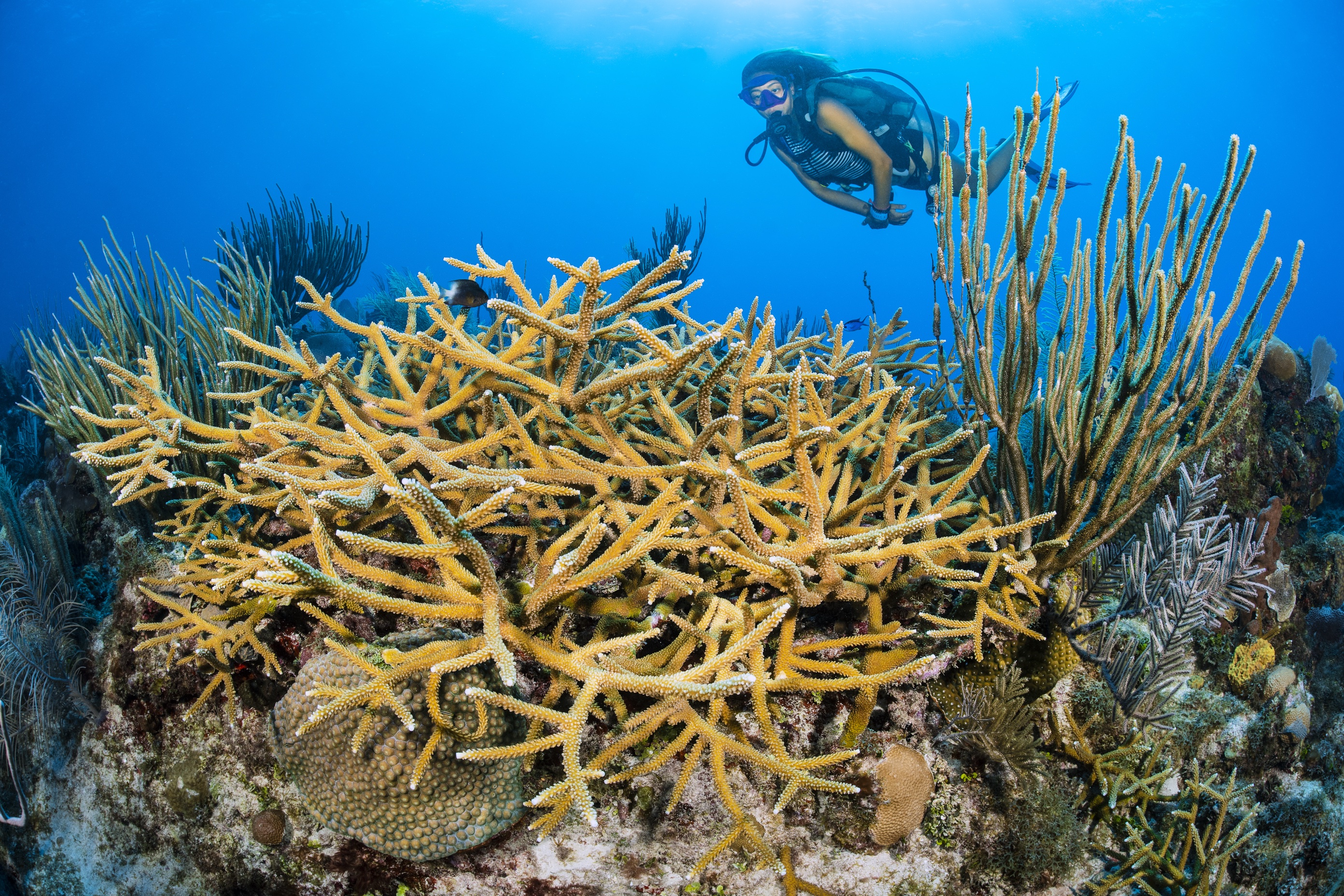 High Rock Drop Off dive site - Image 2